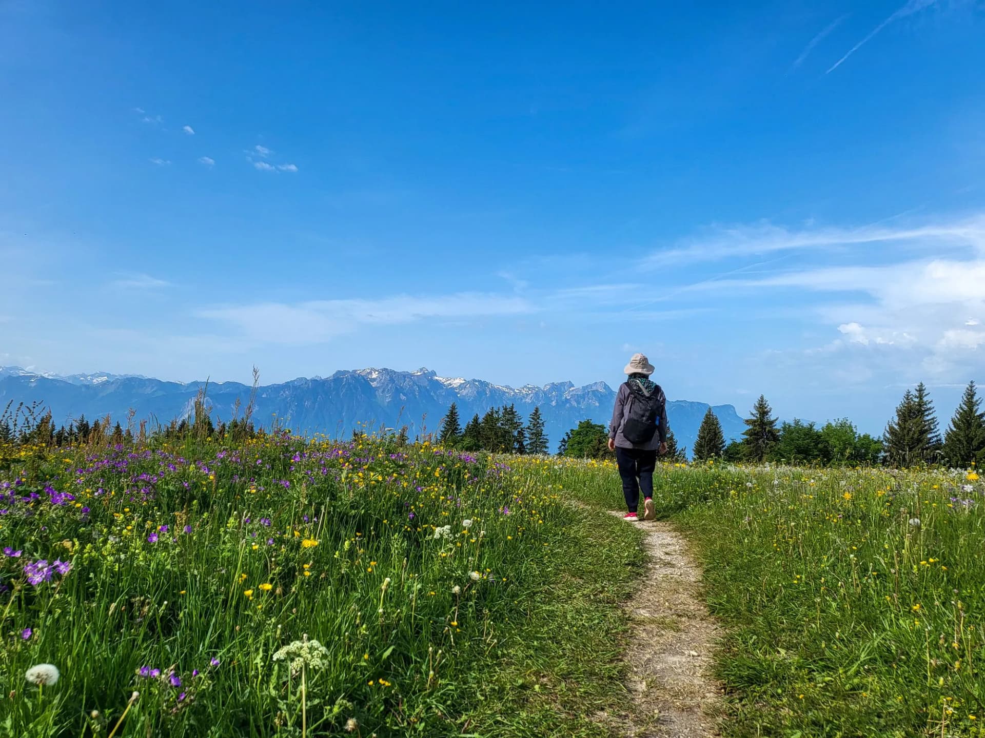 Hiker walking on path through wildflower meadow toward snow-capped mountains under blue sky.