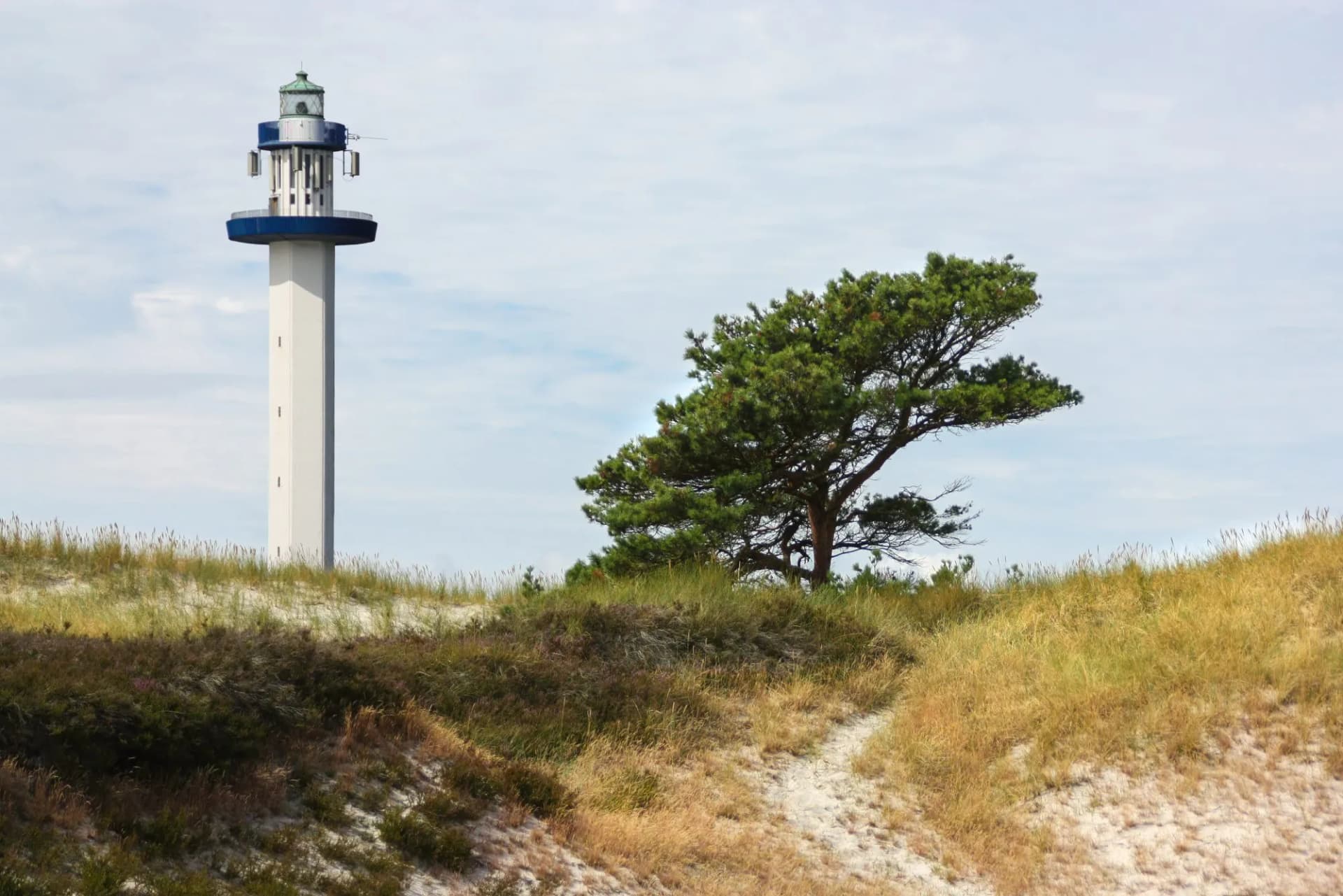 The lighthouse on Dueodde beach on Bornholm. In the foreground are the dunes with the white sand like in the Caribbean. A pine tree in the foreground and the white tower in the background.