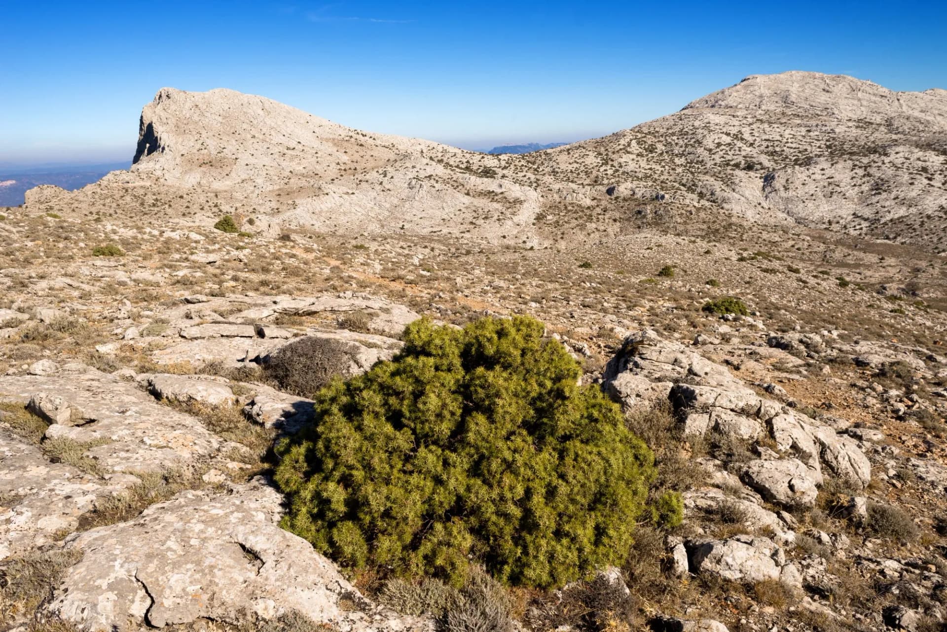 Sardegna, Oliena, ginepro sulla via per Monte Corrasi