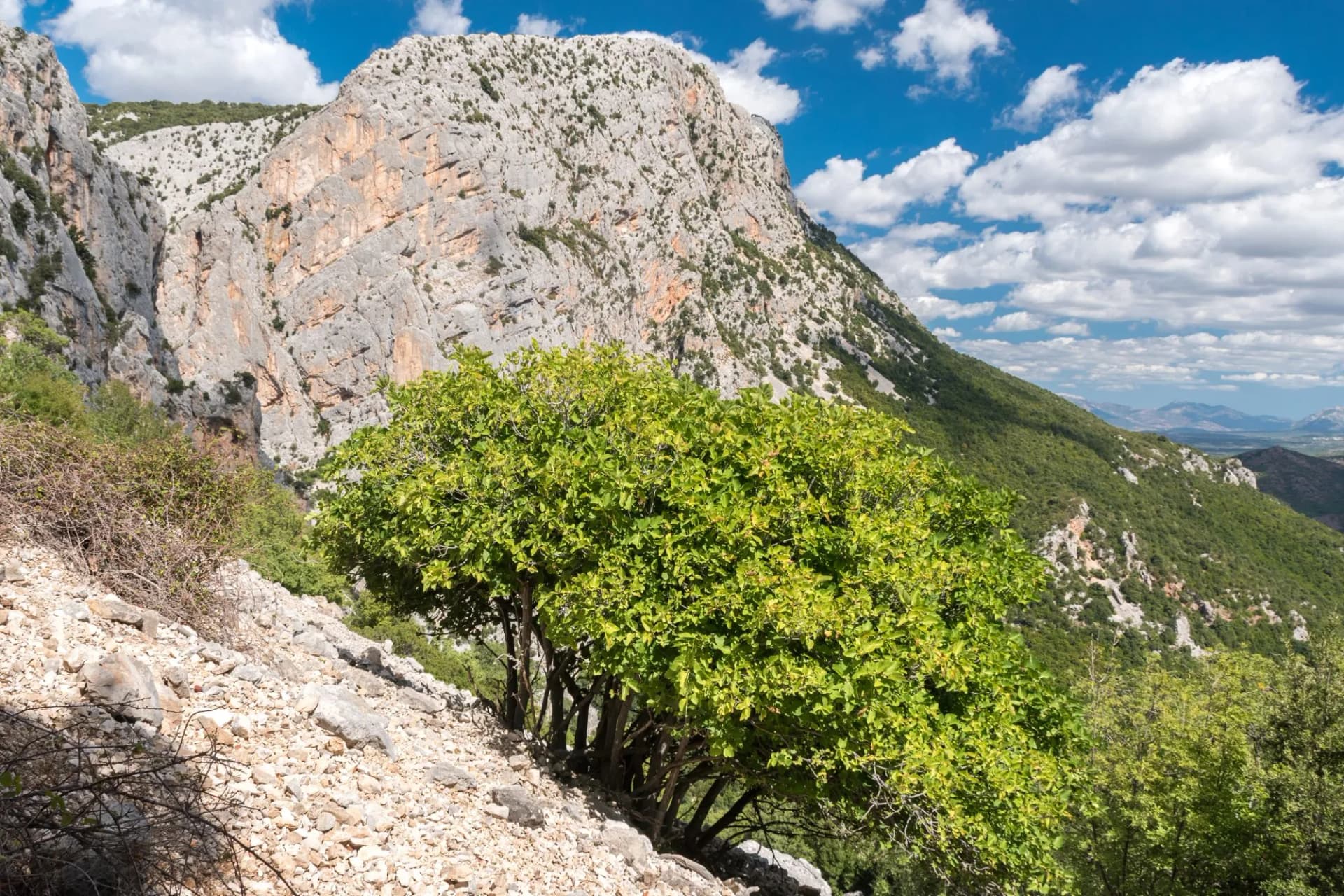Mountain landscape in the Supramonte of Urzulei near the Ghenna Silana pass (Sardinia, Italy)