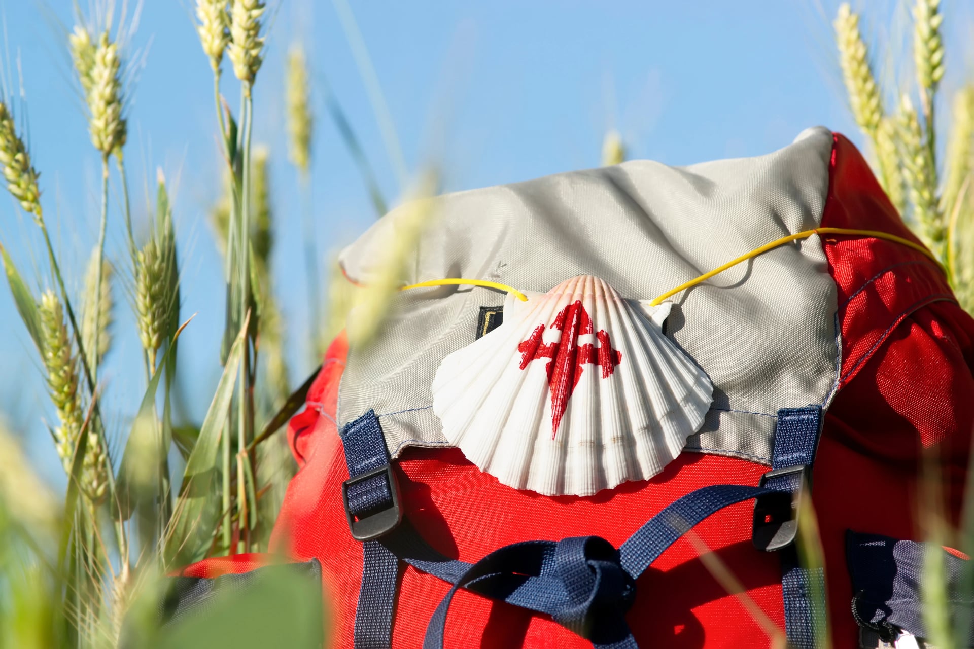 Way of St James , Camino de Santiago ,scallop shell on backpack in wheat field to Compostela , Galicia, Spain