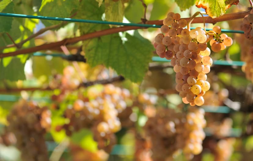 Albarino grapes and vines in Galicia, Spain