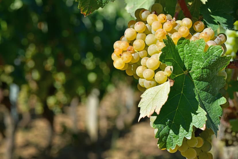 Galician white grape on the vine