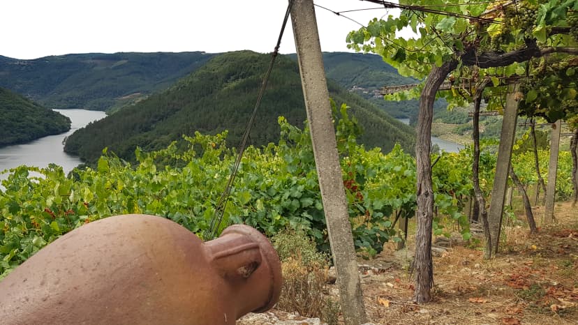 vessel in a vineyard in the Ribeira Sacra