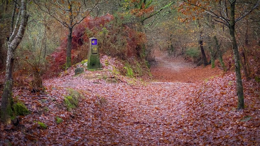 Camino de Santiago across an Autumn Forest in Galicia: 16x9 Forest Path of the Way of St James Pilgrim Trail and the Traditional Way Marker with the Scallop Shell Symbol and Yellow Arrow Sign