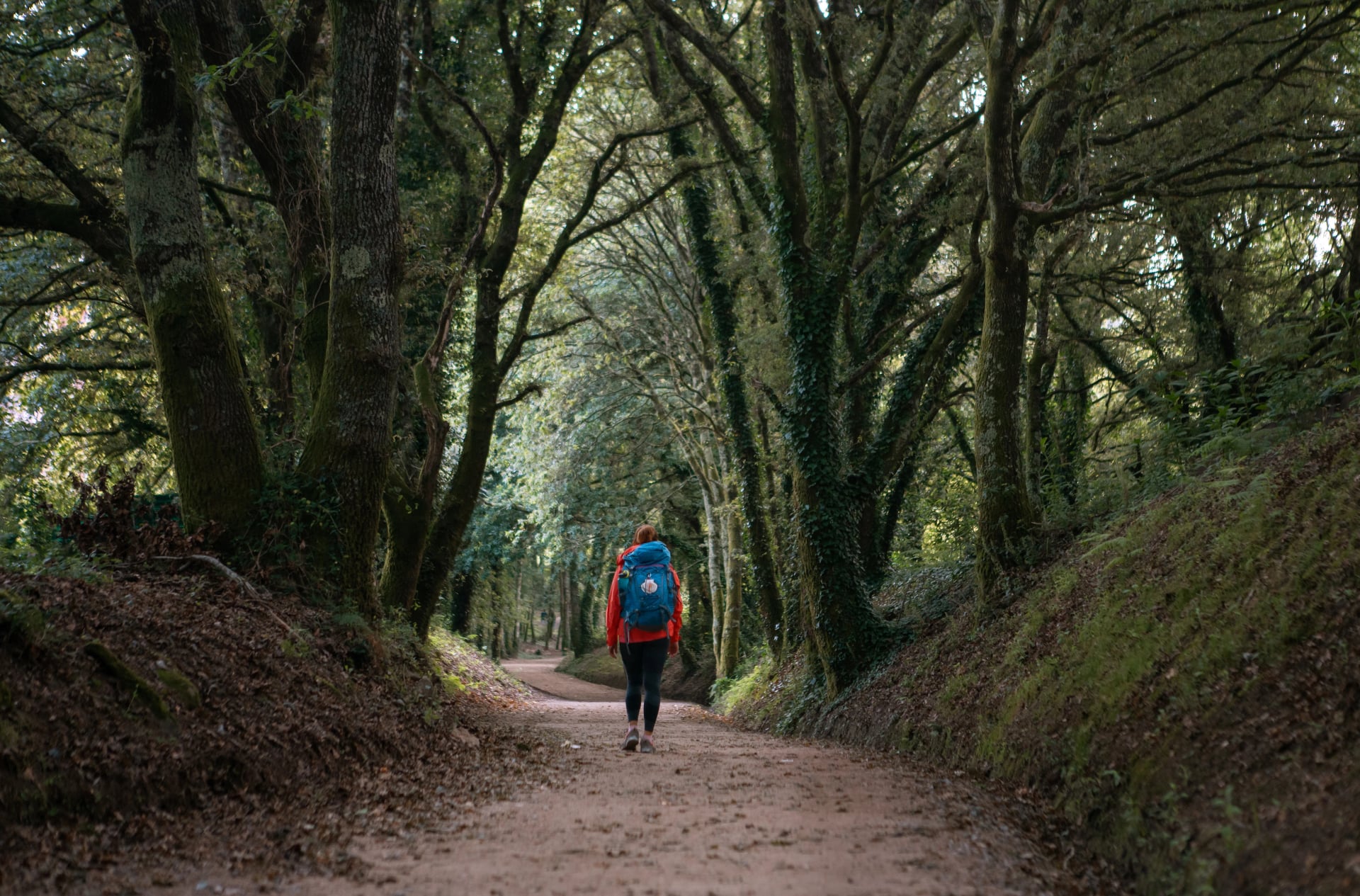 Vide angle view of lonely female backpacker walking along path through forest tree tunnel. Camino Way – famous Camino de Santiago pilgrimage route. Travel, adventure, active lifestyle concept.