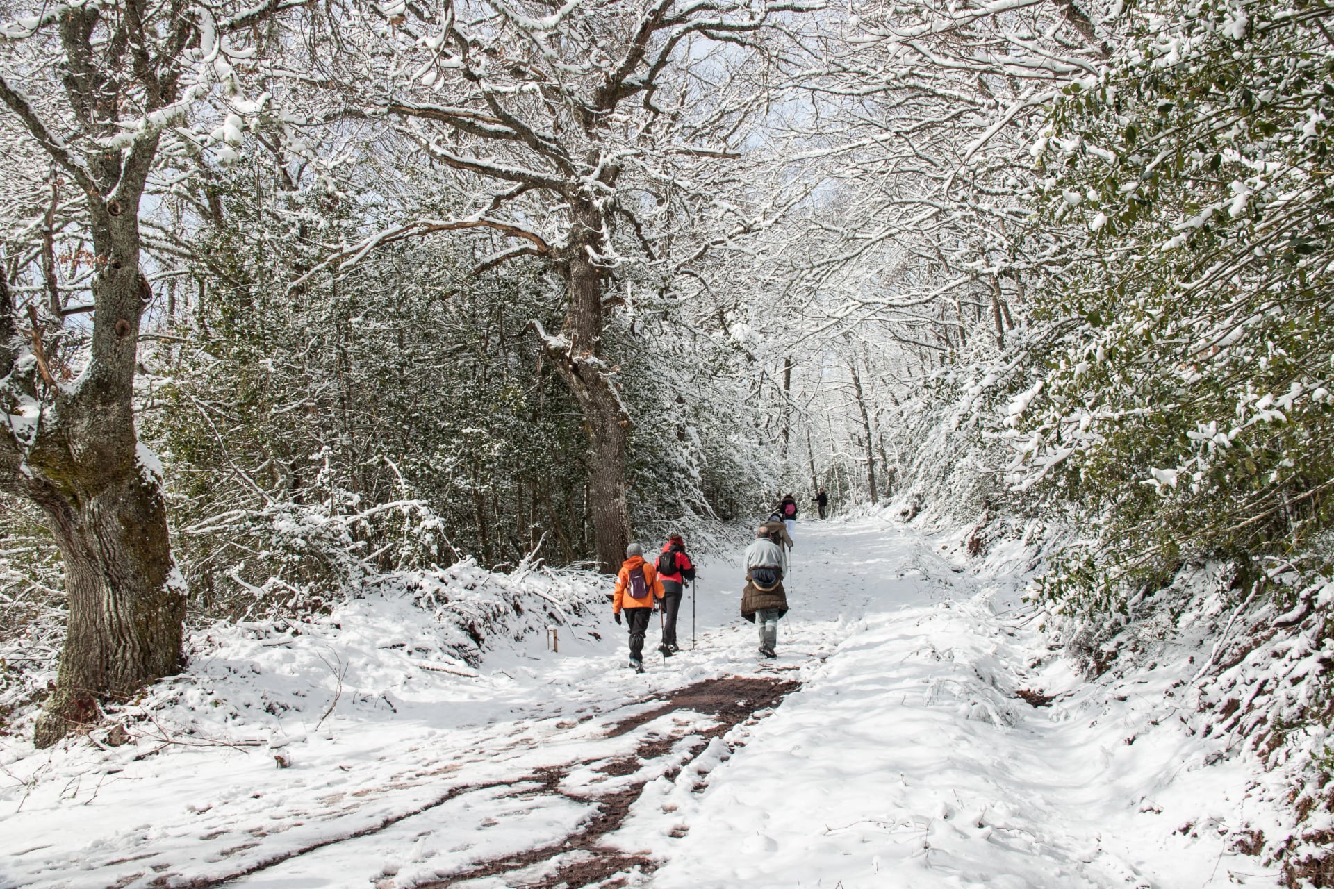Grupo de senderistas caminando en la nieve en la Montaña Palentina