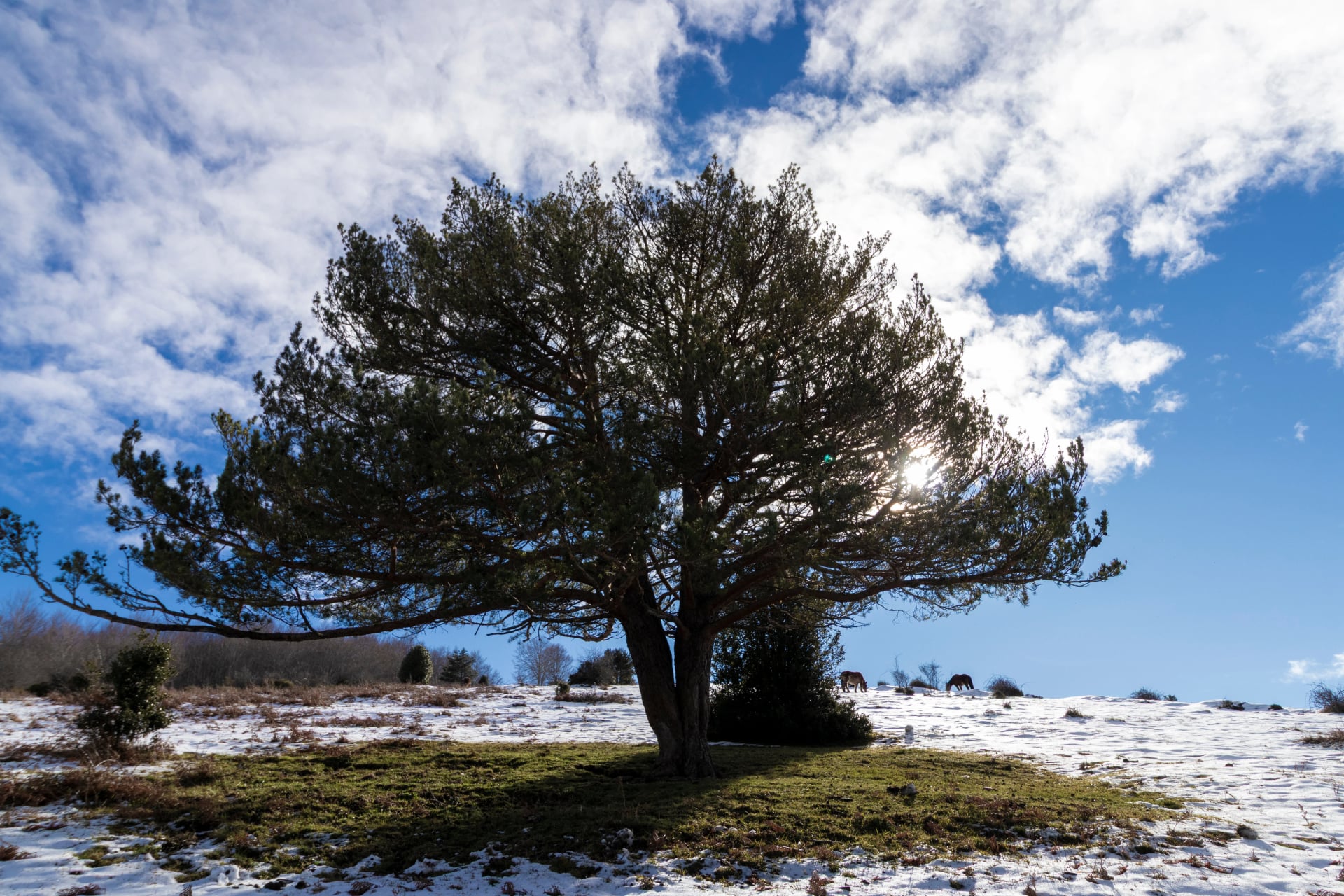 Majestic evergreen tree standing tall in snowy winter landscape