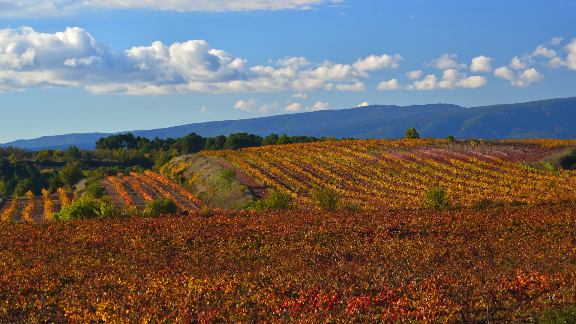 Vineyards in autumn foliage in the Tarragonès region.