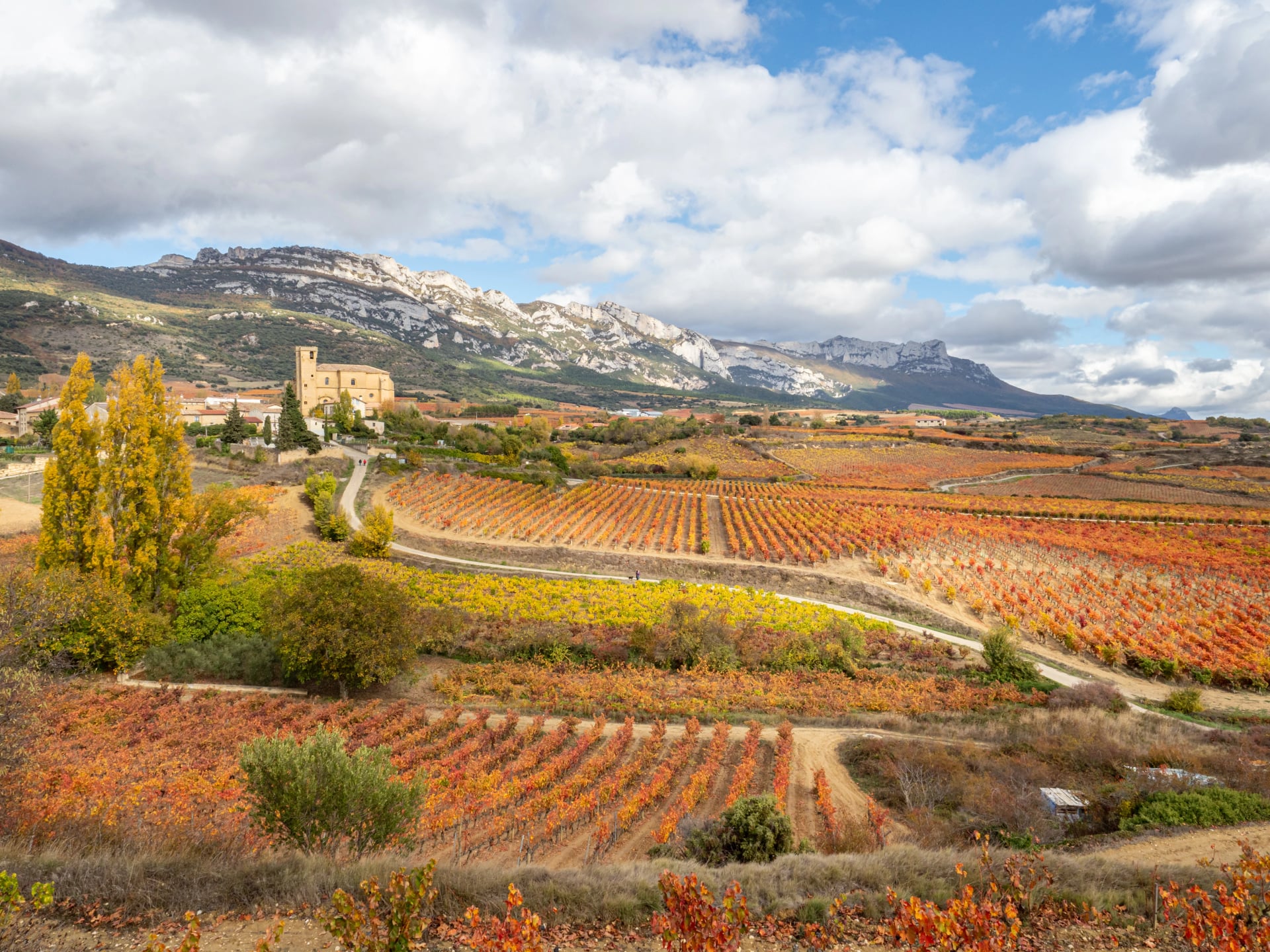 Un camino sinuoso recorre la viña de Samaniego, Rioja Alavesa, Euskadi, España, para llevar el producto de la vendimia a las bodegas, mientas los viñedos comienzan a vestirse de otoño.