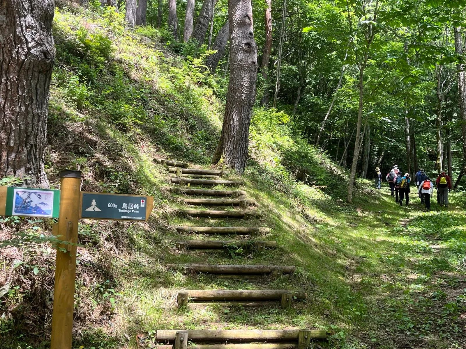 Hikers on a path with log steps leading up a grassy slope in a dense green forest.