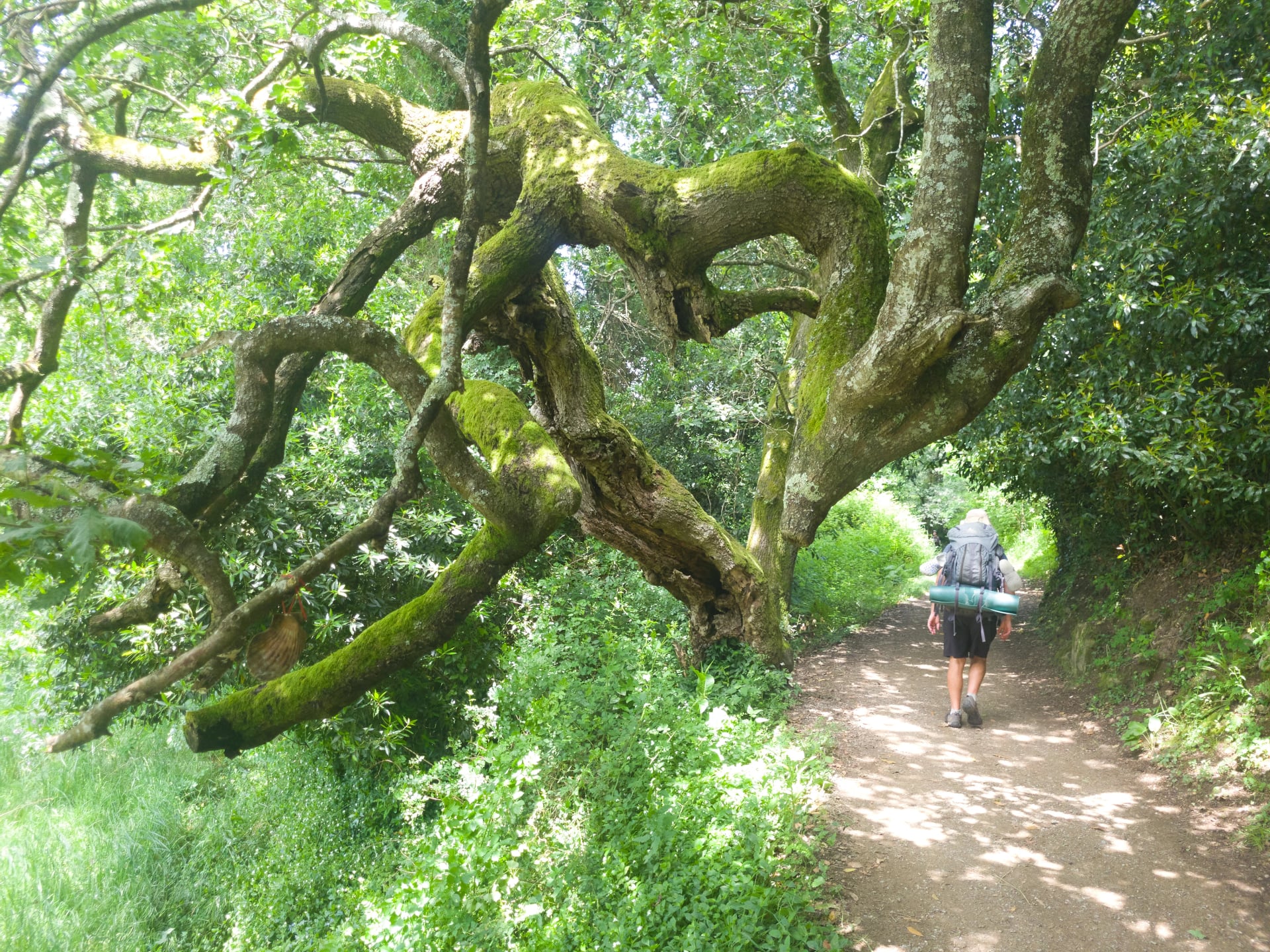 Tree, formed like a heart on camino portugues, no people, green