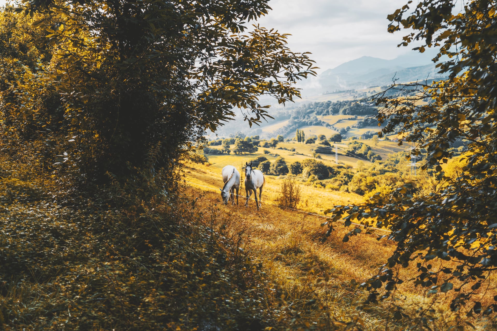 Scenic countryside landscape with two white horses grazing on a golden meadow, framed by lush green trees, rolling hills, and distant misty mountains under soft sunlight
