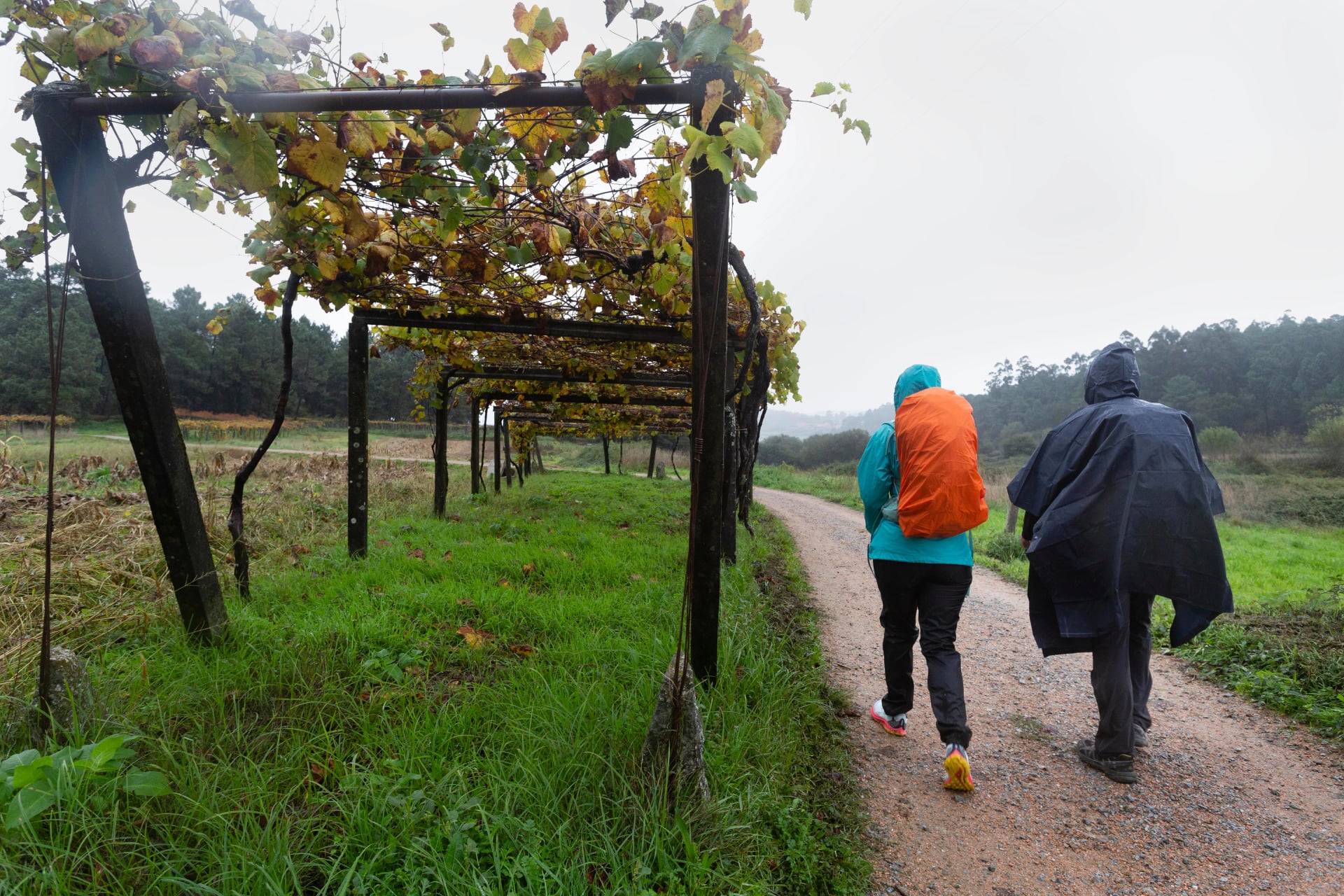 Pilgrims and vineyards on a rainy day on the Portuguese Camino de Santiago as it passes through Caldas de Reis