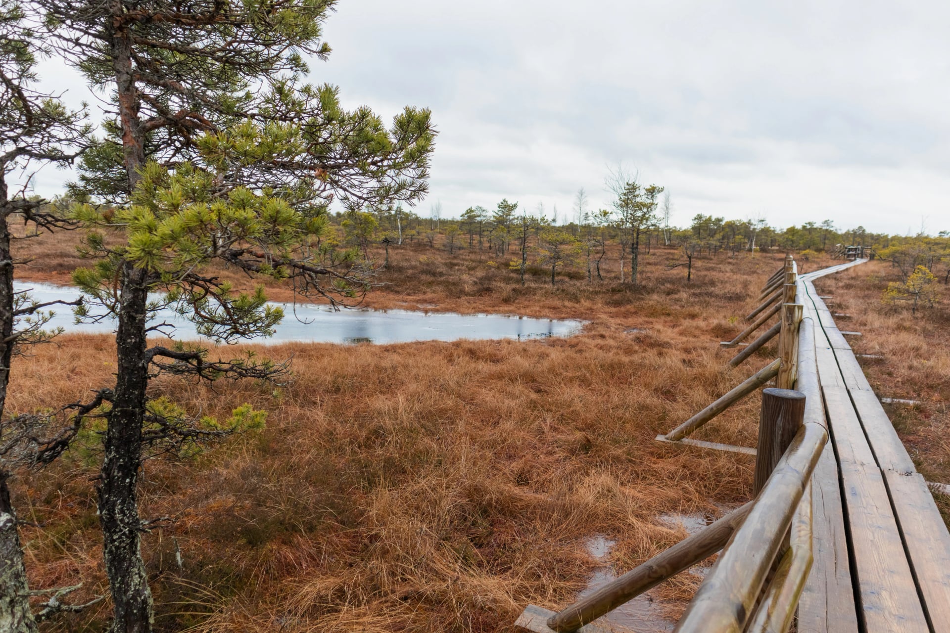 A wooden boardwalk that winds through a marshy area with a small body of water and conifers.