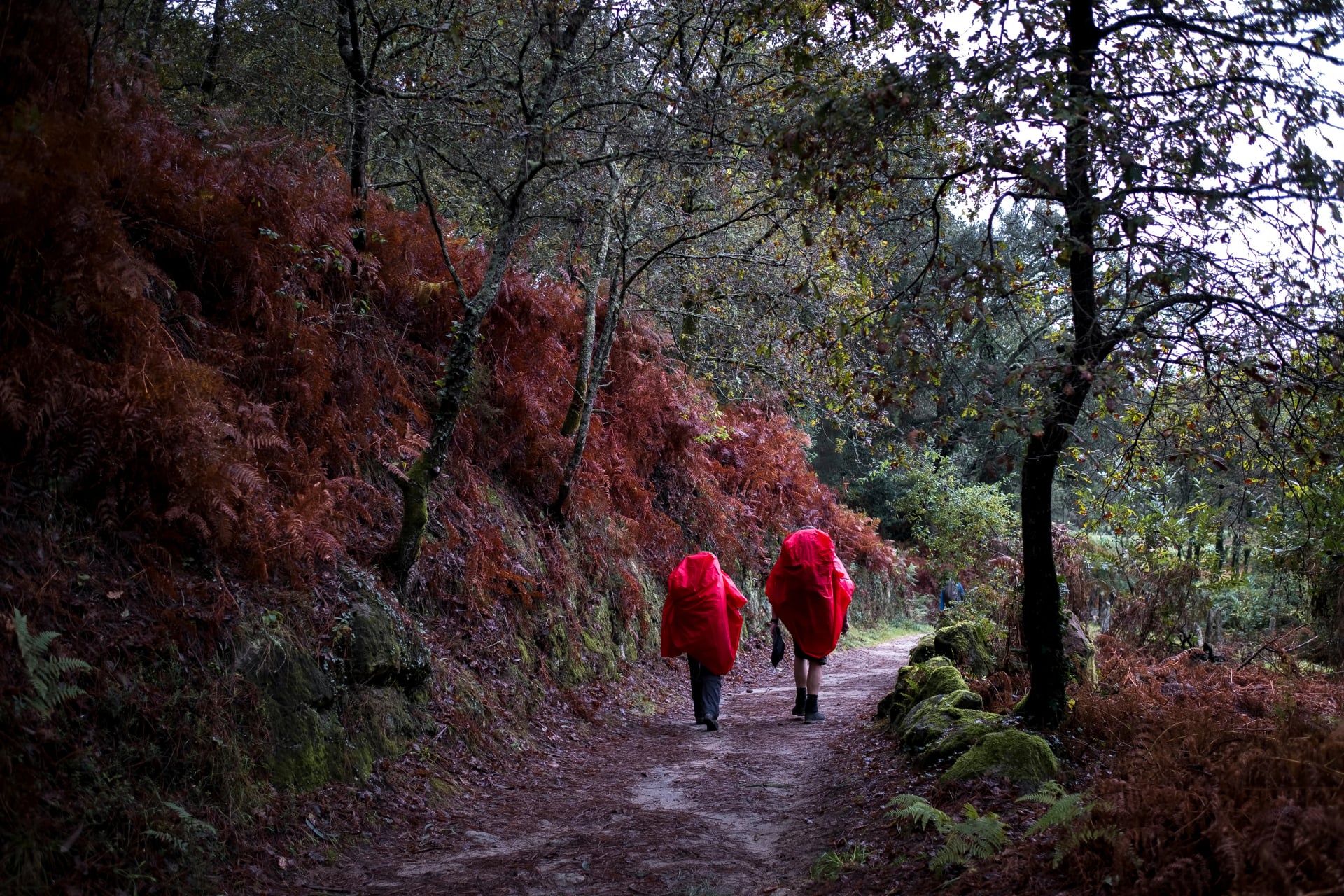 Pilgrims walk through the fall forest on the Way of St. James or Camino de Santiago.