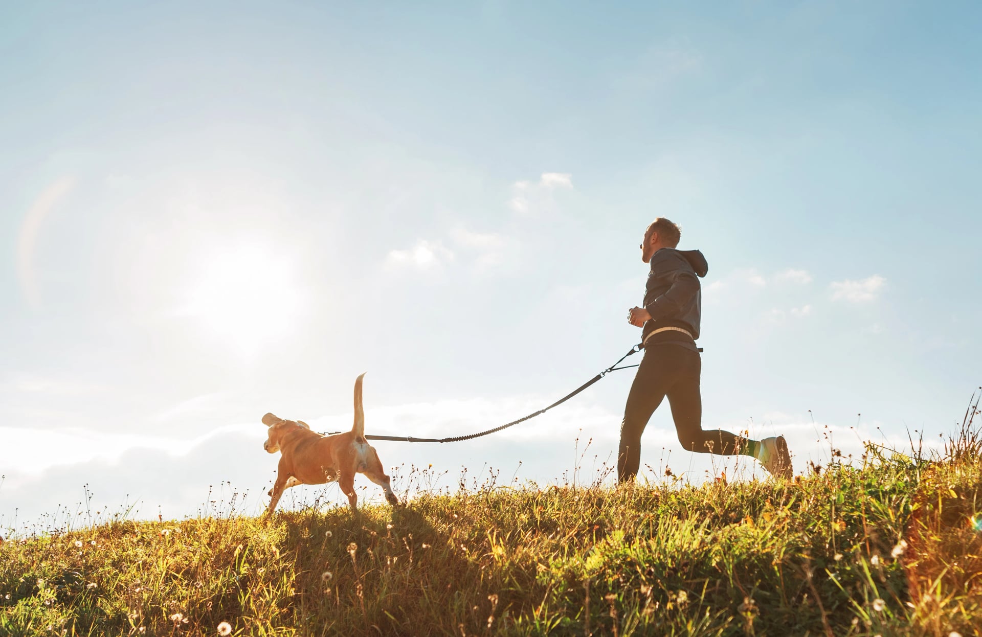 Canicross exercises. Man runs with his beagle dog at sunny morning