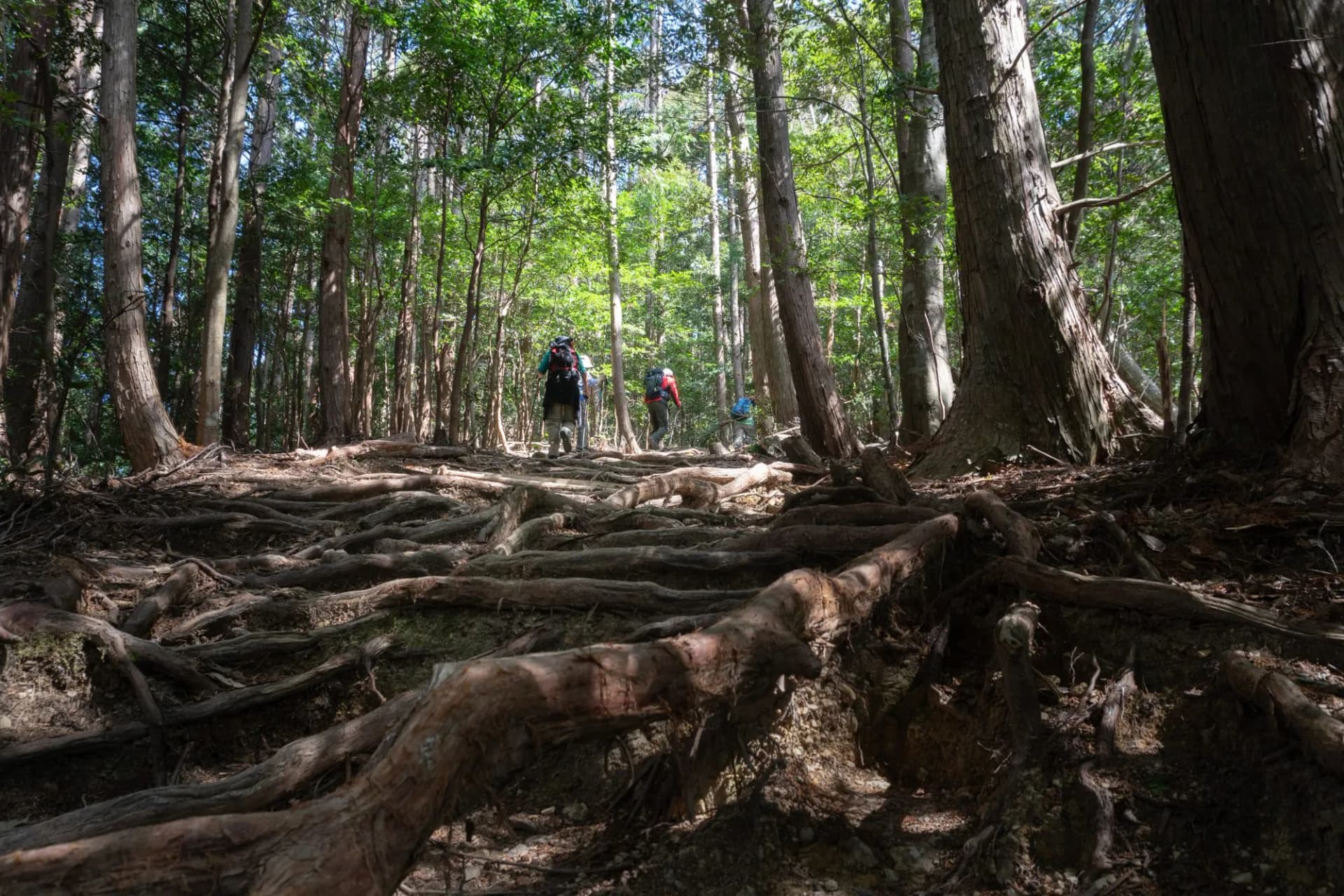 People hiking up to Takahara on Kumano Kodo. Kumano Kodo is a series of ancient pilgrimage routes that crisscross the Kii Hanto, the largest peninsula of Japan