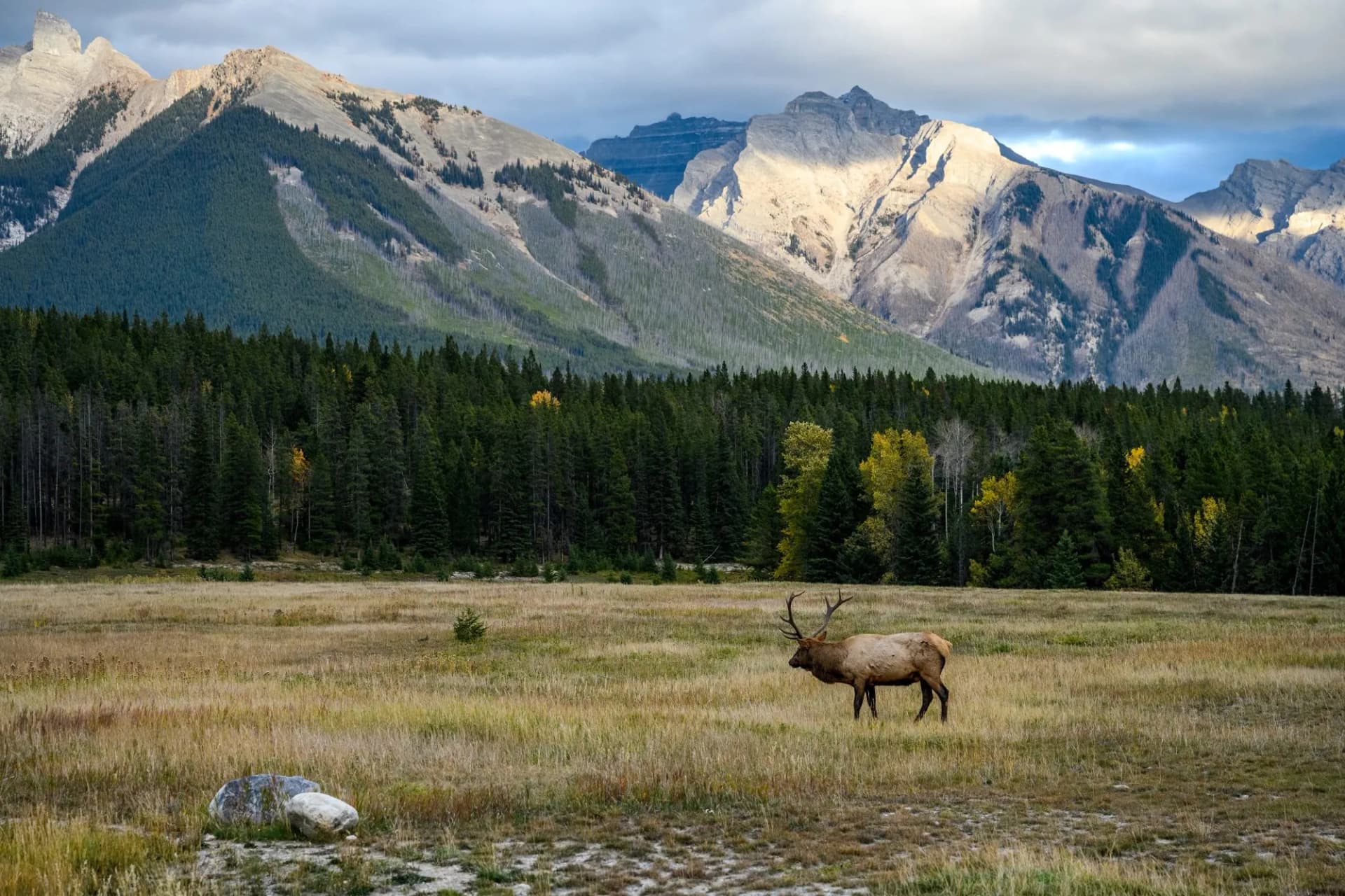 Elk in grassy meadow with pine forest and sunlit mountains in Jasper National Park.