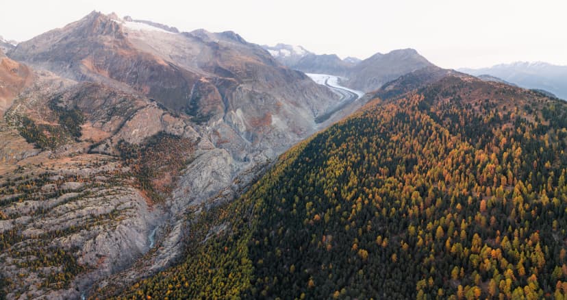 A vast Swiss alpine landscape showcases an autumnal forest next to the Aletsch Glacier.