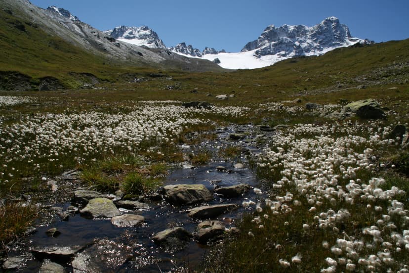 Blick auf den Piz Kesch