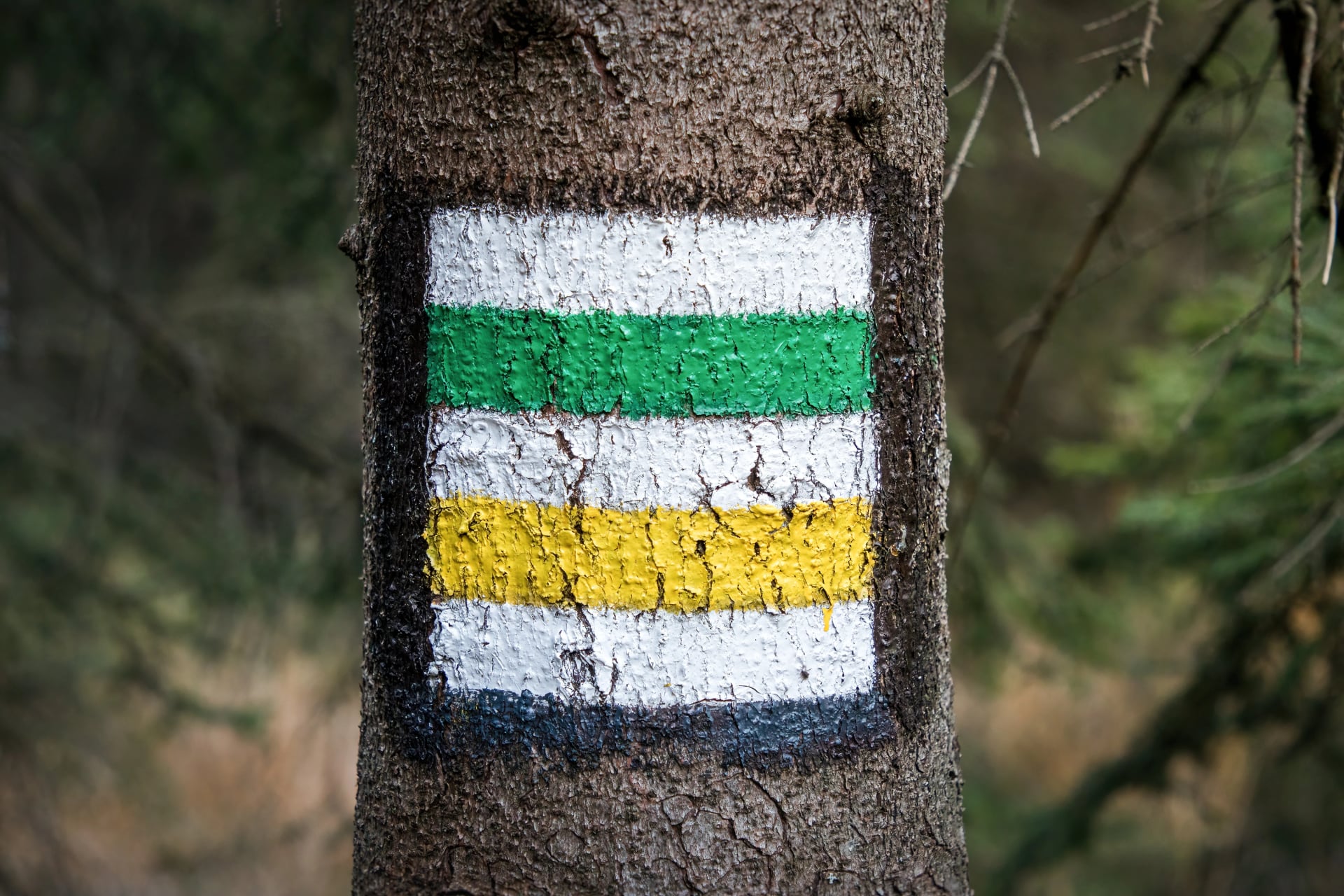 Green and yellow hiking trail markings painted on a tree trunk in a forest. Two routes in one place – a symbol of choice, direction and navigation.
