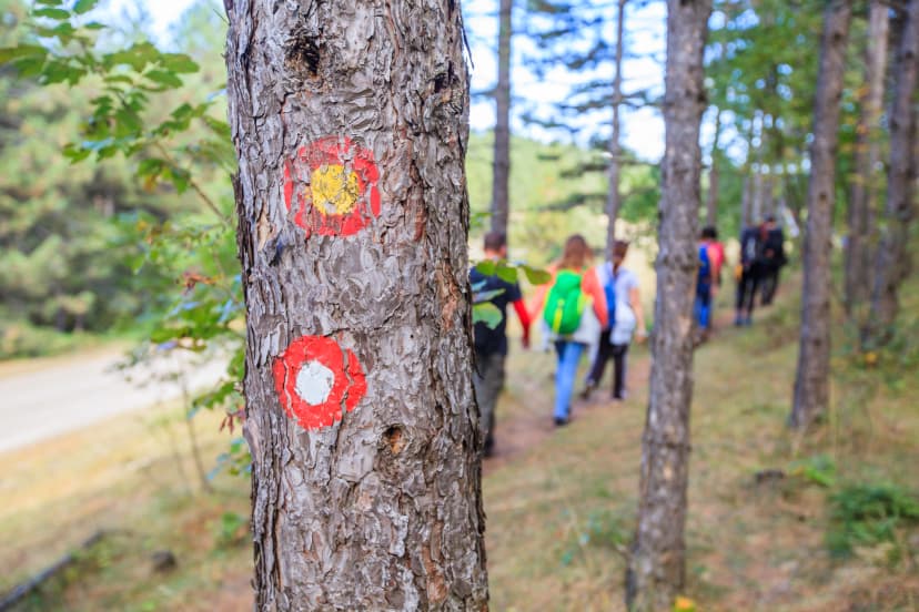 Hiking marked trail in the forest
