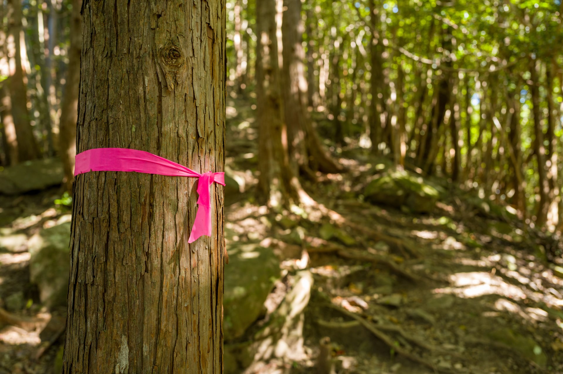 A vivid pink ribbon is tied around the trunk of a weathered cedar tree along a wooded trail on the Kumano Kodo in Japan. Sunlight filters through dense foliage, highlighting the textured bark and