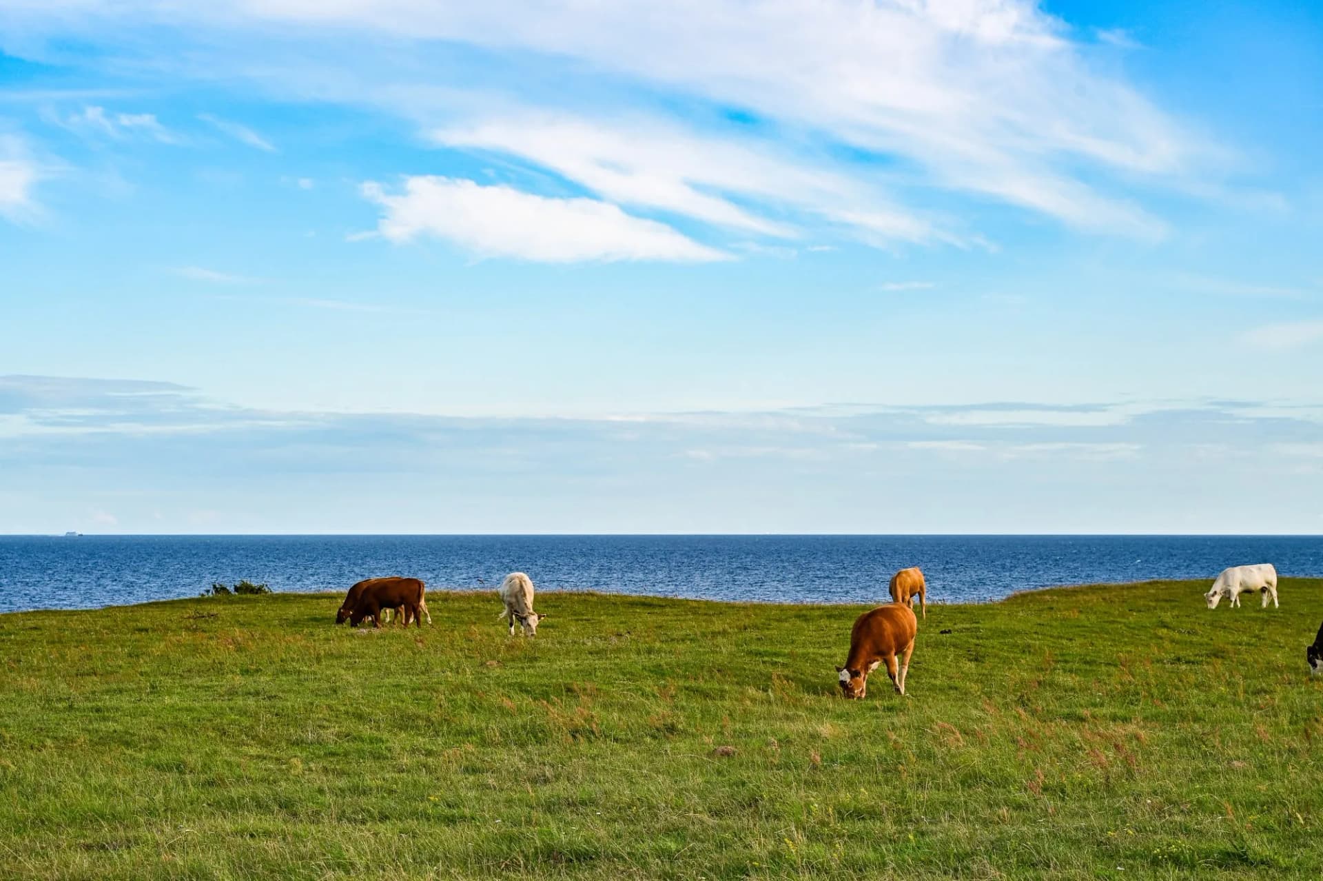 Brown, white and black cow, cows grazing in a pasture with a sea view, Löderup, Ystad, Skane, Sweden