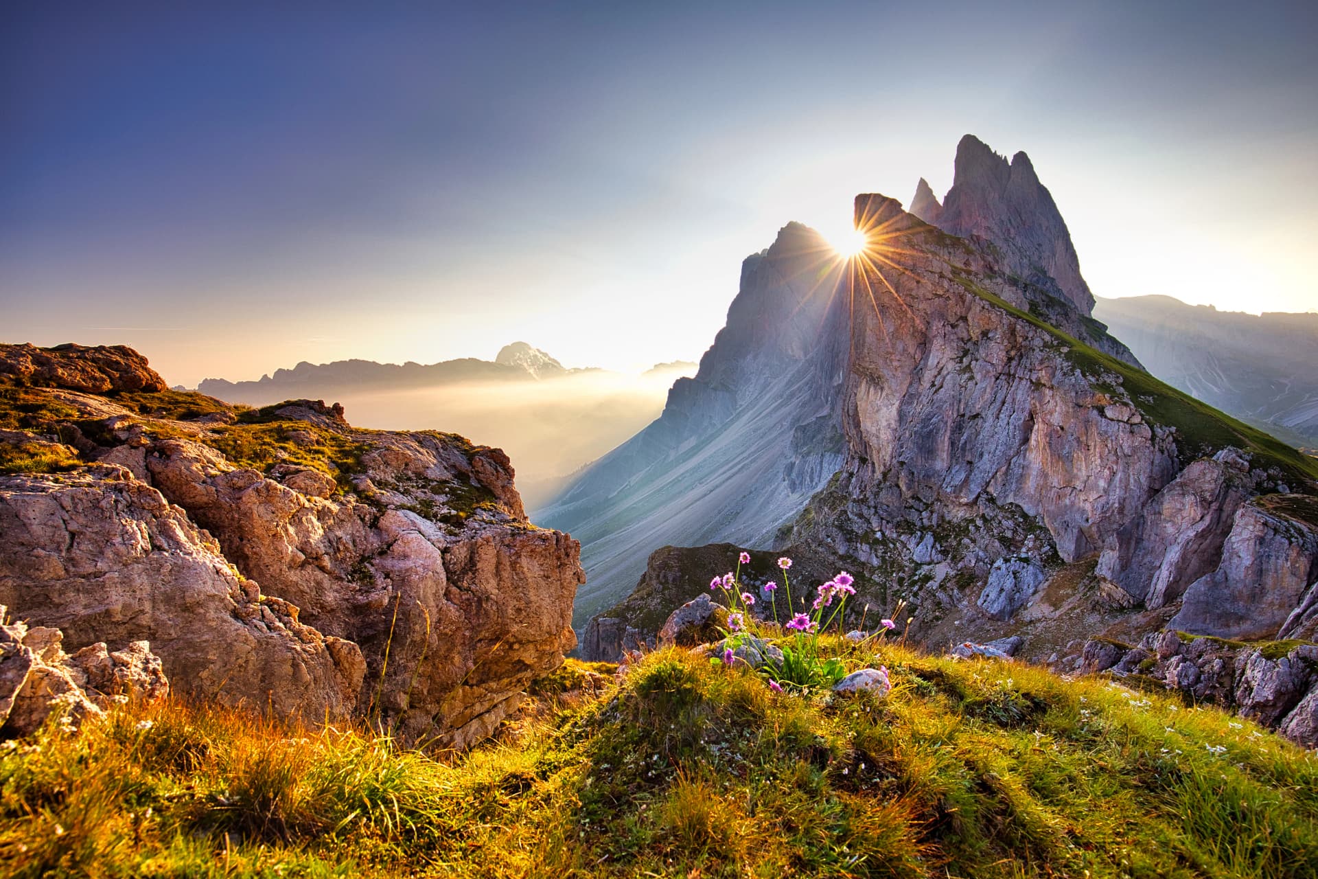 Amazing view on Seceda peak. Trentino Alto Adige, Dolomites Alps, South Tyrol, Italy, Europe. Odle mountain range, Val Gardena. Majestic Furchetta peak. Purple flowers in the morning sunlight.