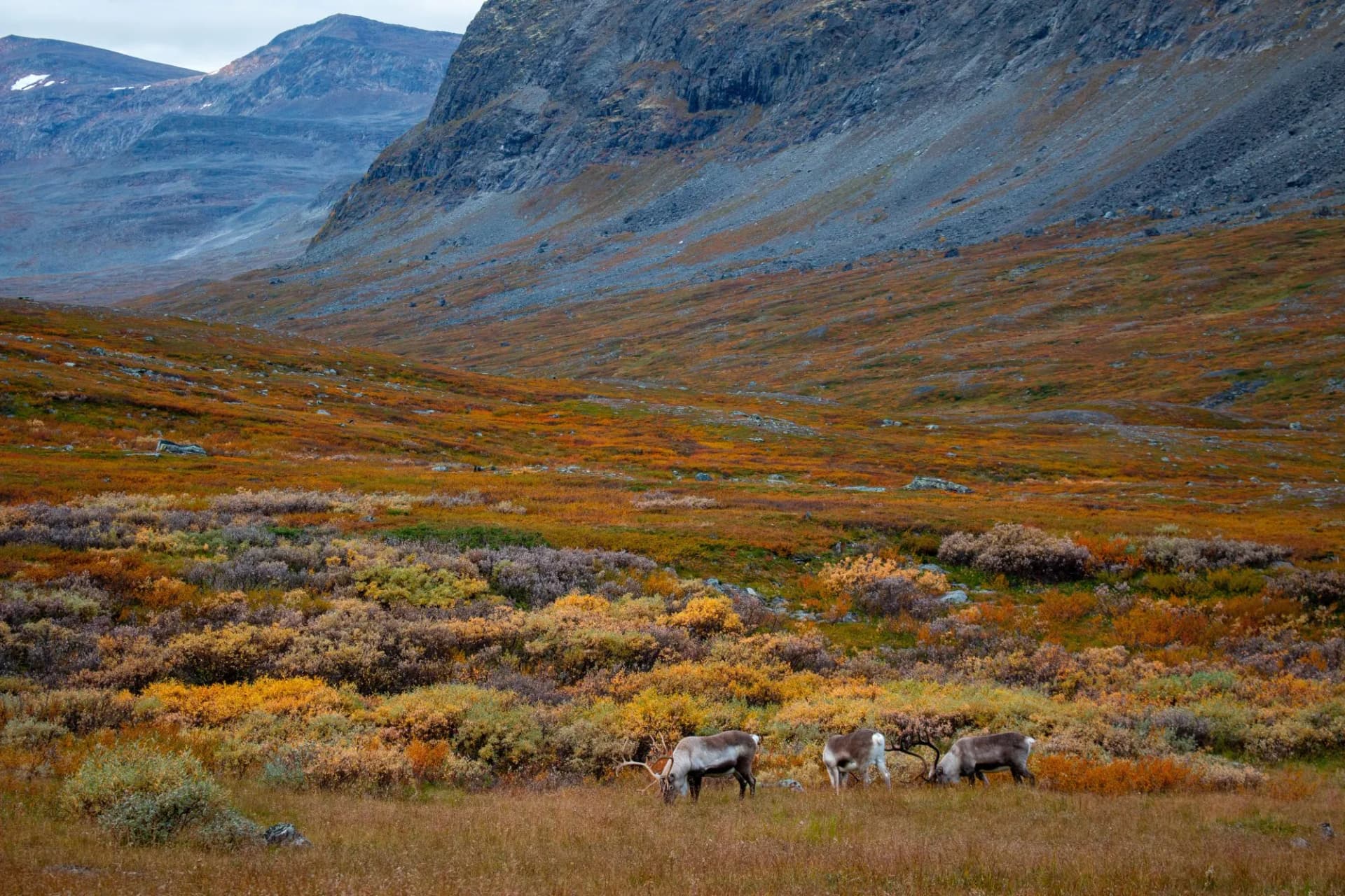 Reindeer near Kungsleden hiking trail between Singi and Kaitumjaure in September, Lapland, Sweden