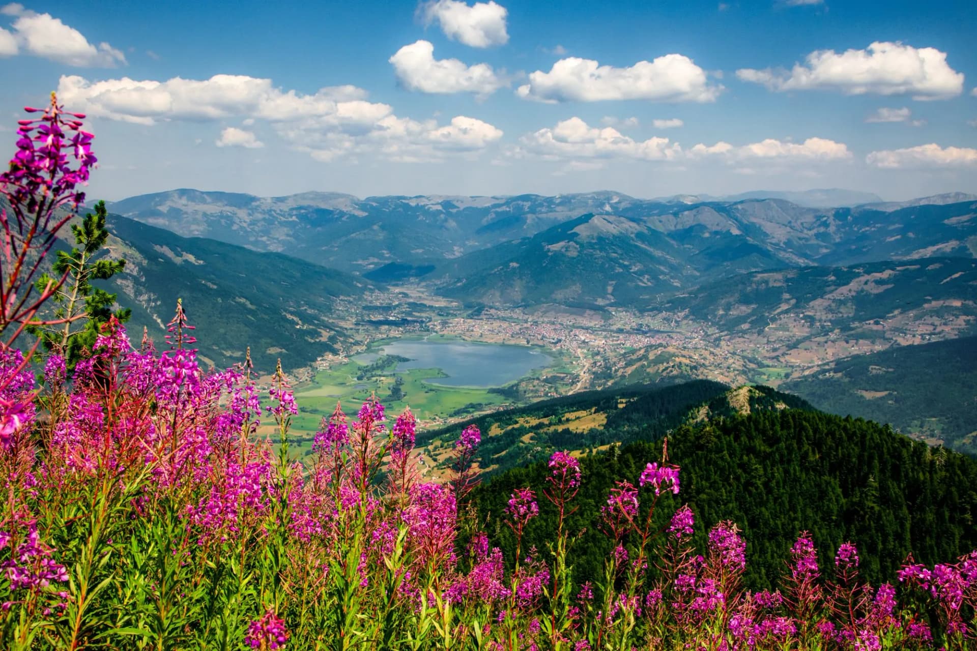 Wildflowers in Vusanje, Montenegro, overlooking a valley, lake, and distant mountains under a blue sky.