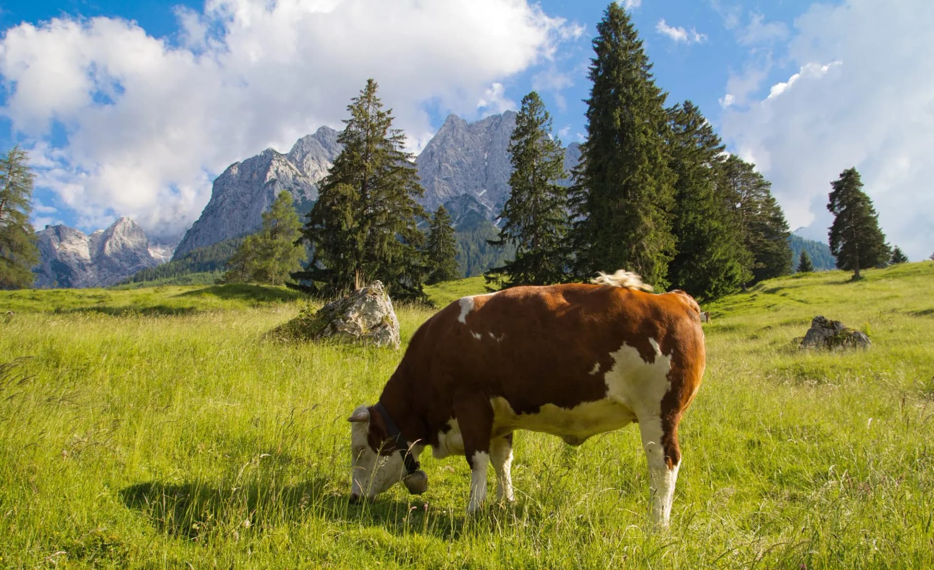 Alpenpanorama mit Kuh