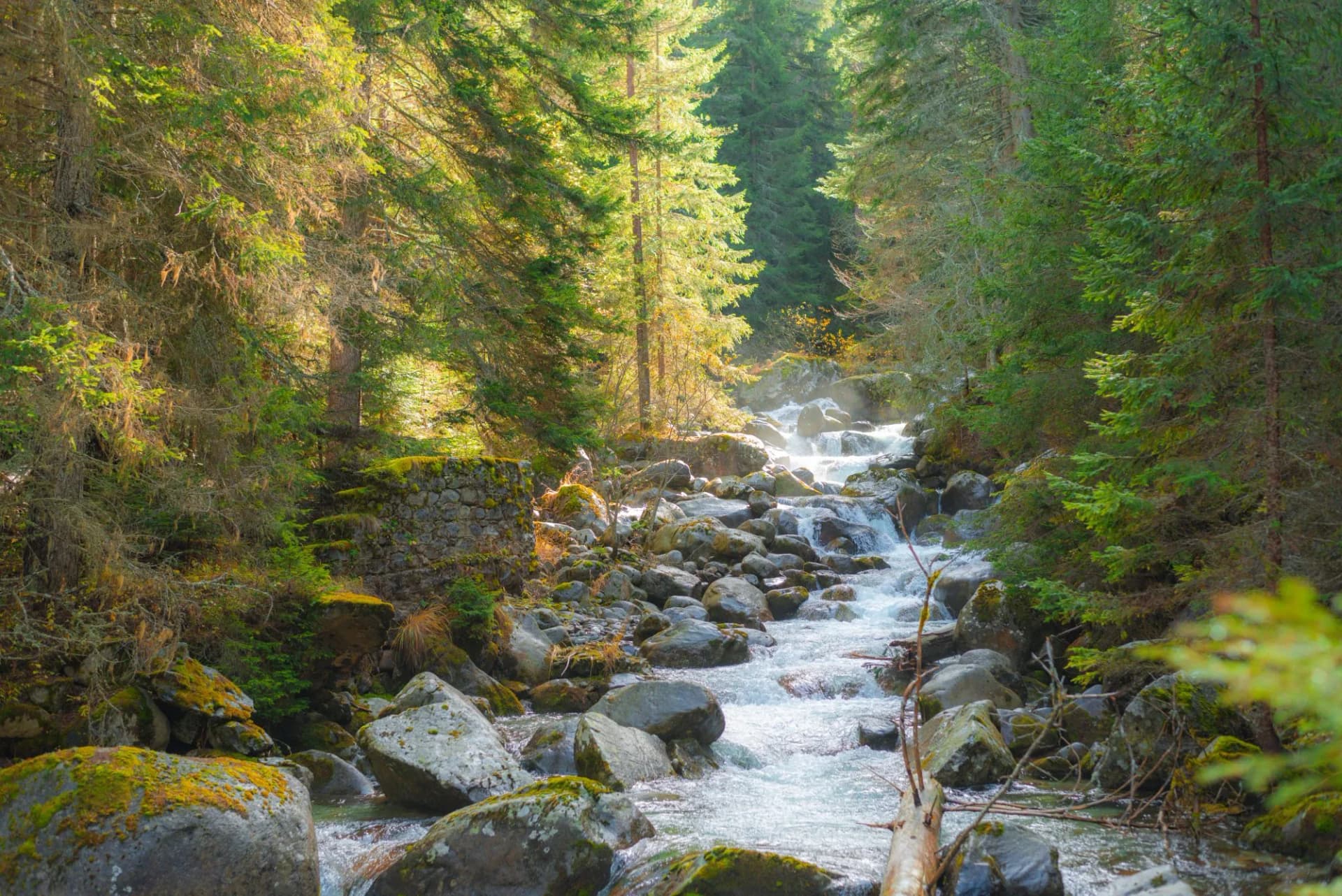 A small stormy river in the Pirin mountains in autumn. The Demyanitsa river flows in a mountain coniferous forest