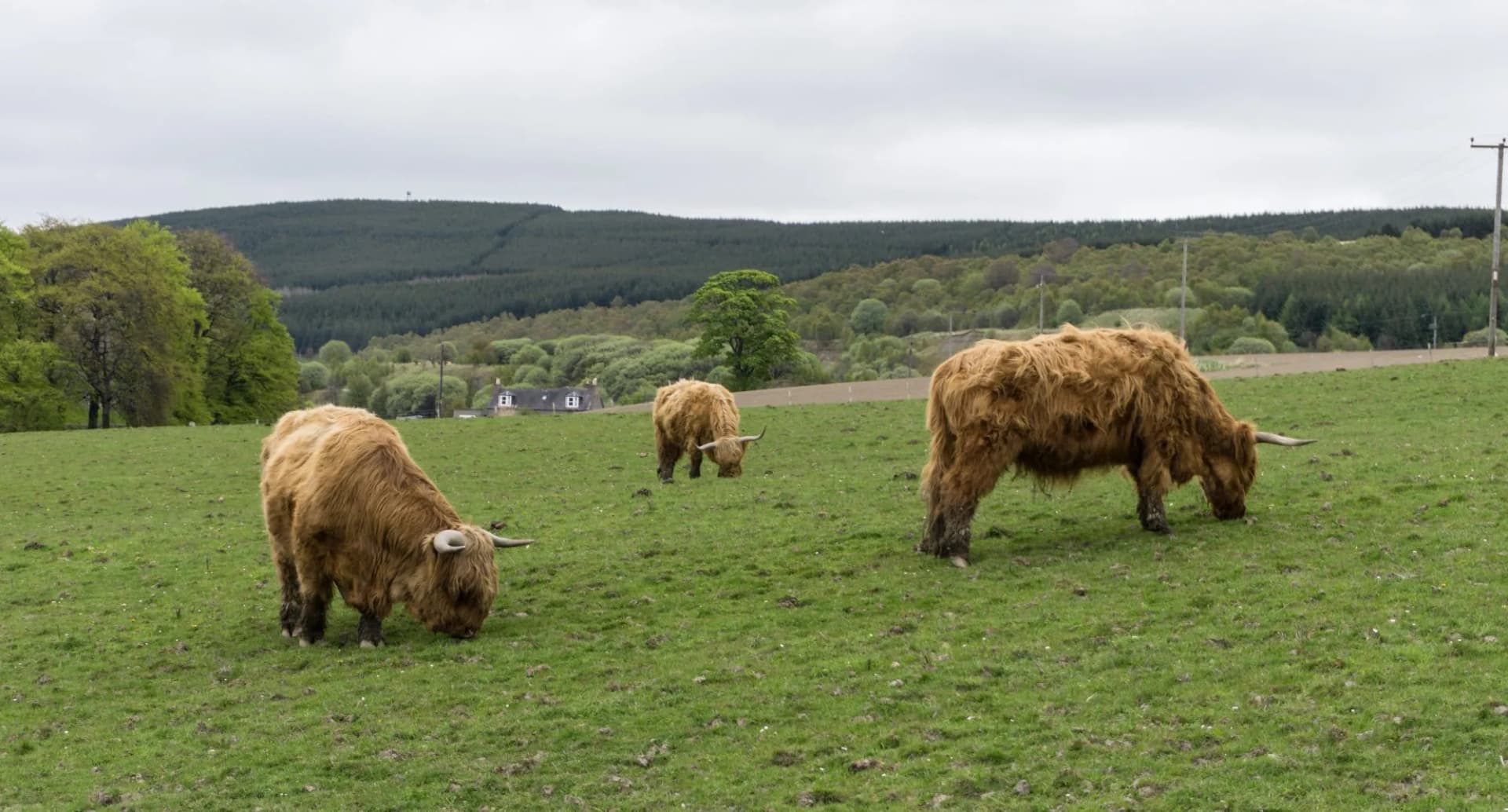 Cows Speyside Scotland