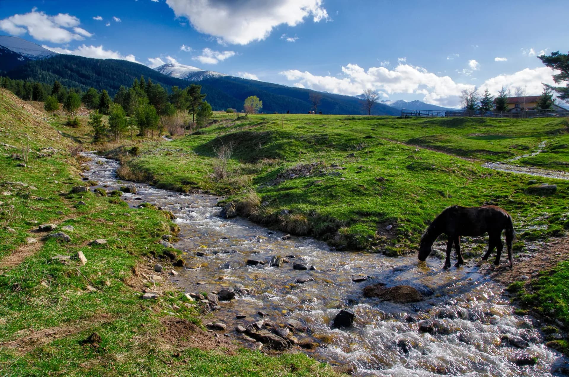 Horse drinking water.