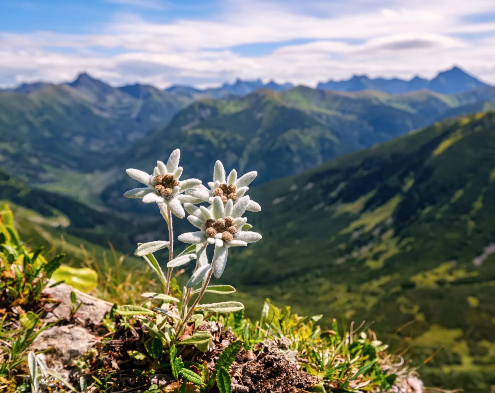 Three individuals, three very rare edelweiss mountain flower. Isolated rare and protected wild flower edelweiss flower (Leontopodium alpinum) growing in natural environment high up in the mountains.