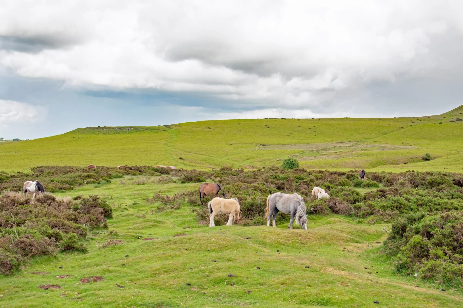 Hergest ridge in the summertime.