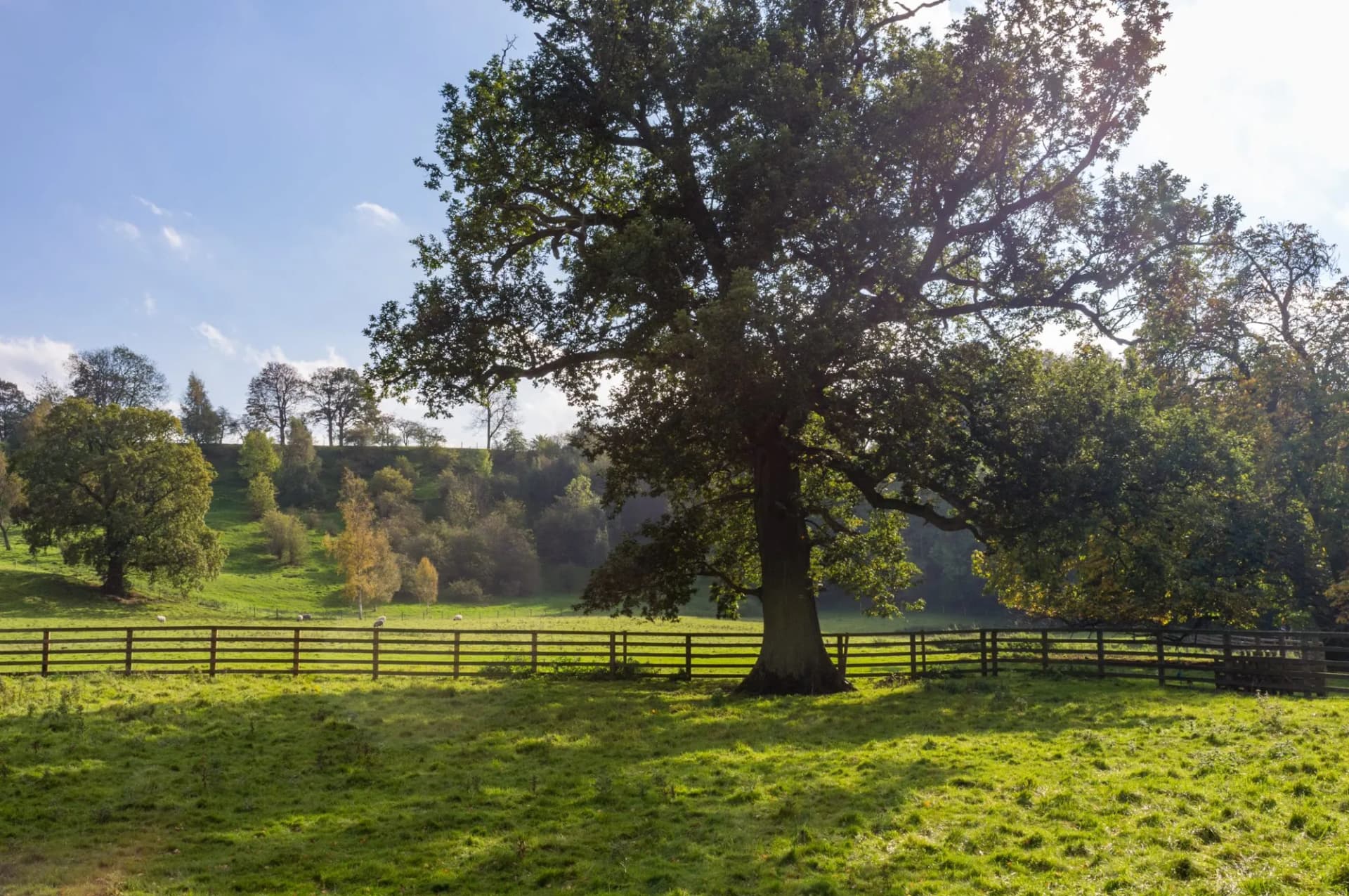 Tree near Easby Abbey