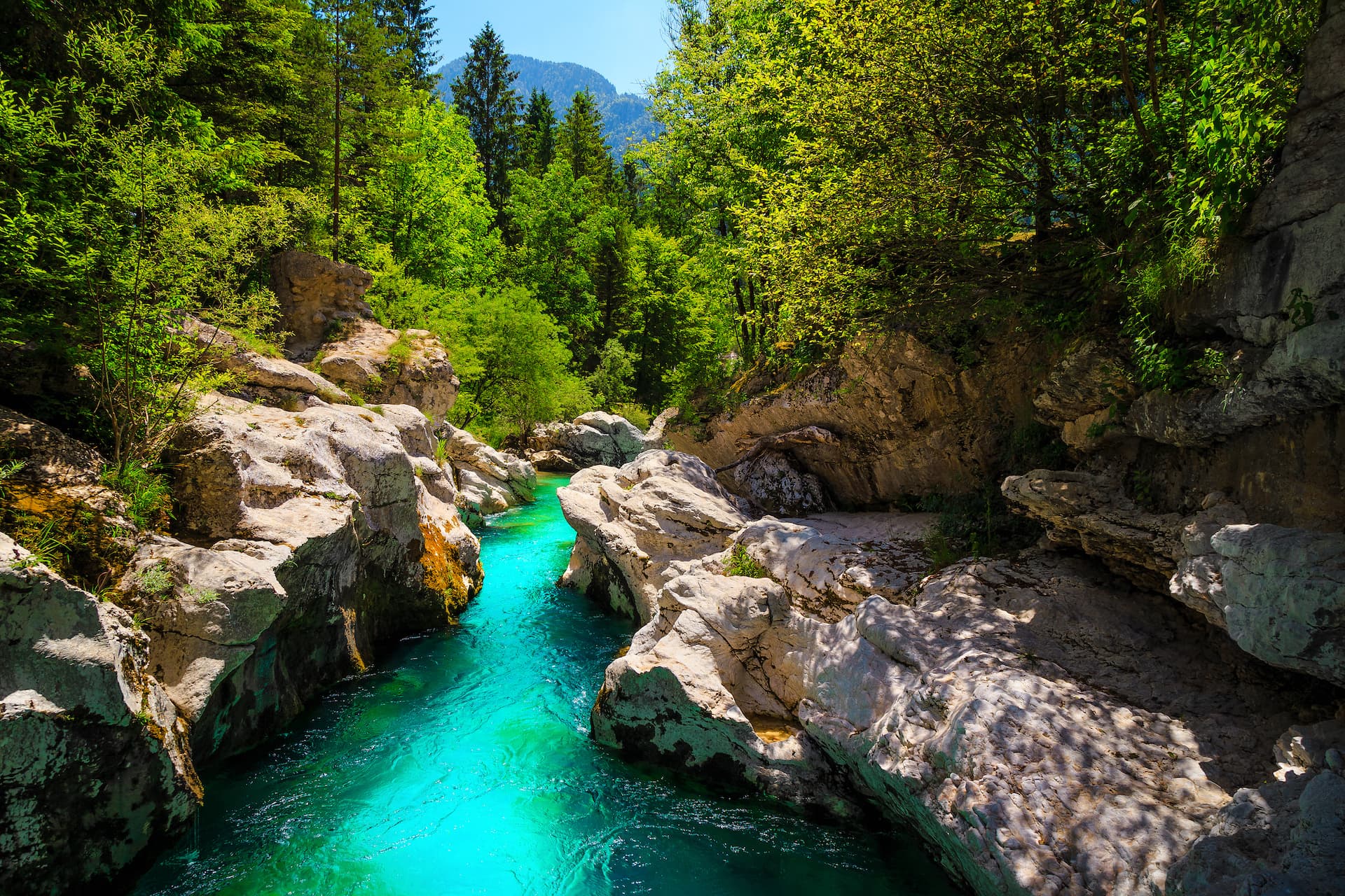 Turquoise river flowing through white rocks and dense green forest, likely Slovenia.