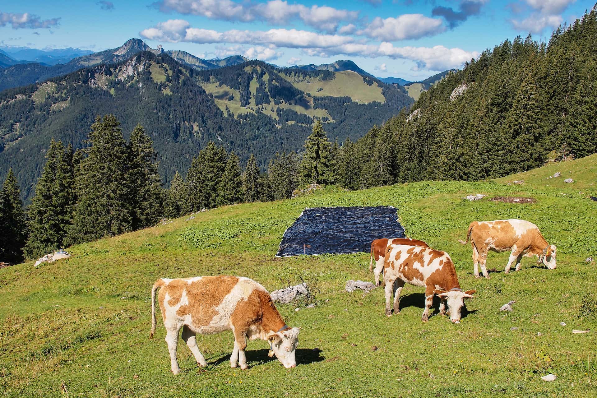 Cows grazing on green alpine pasture with forested mountains under blue sky