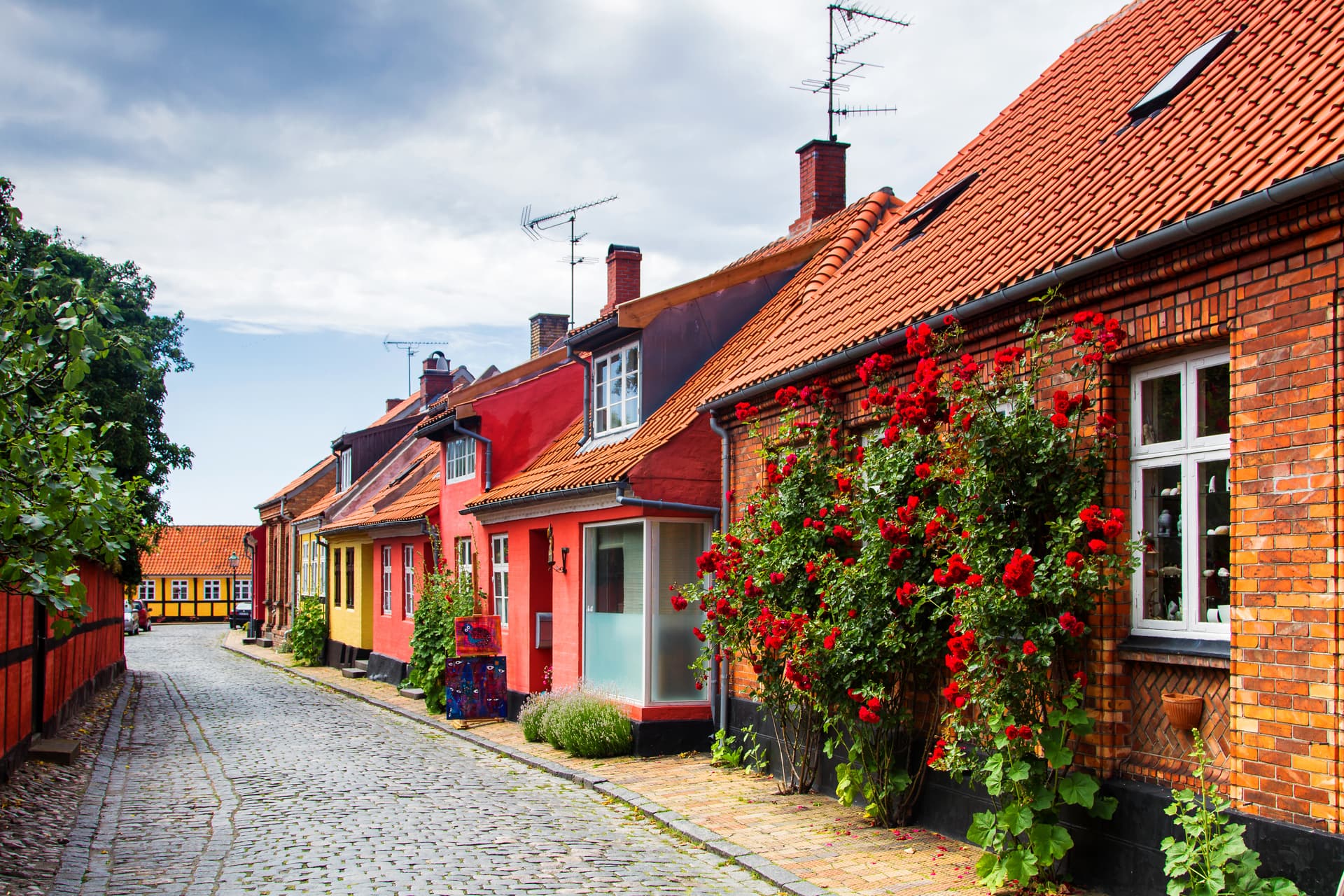Colorful historic houses line a cobblestone street in Rønne, Denmark, with climbing red roses.