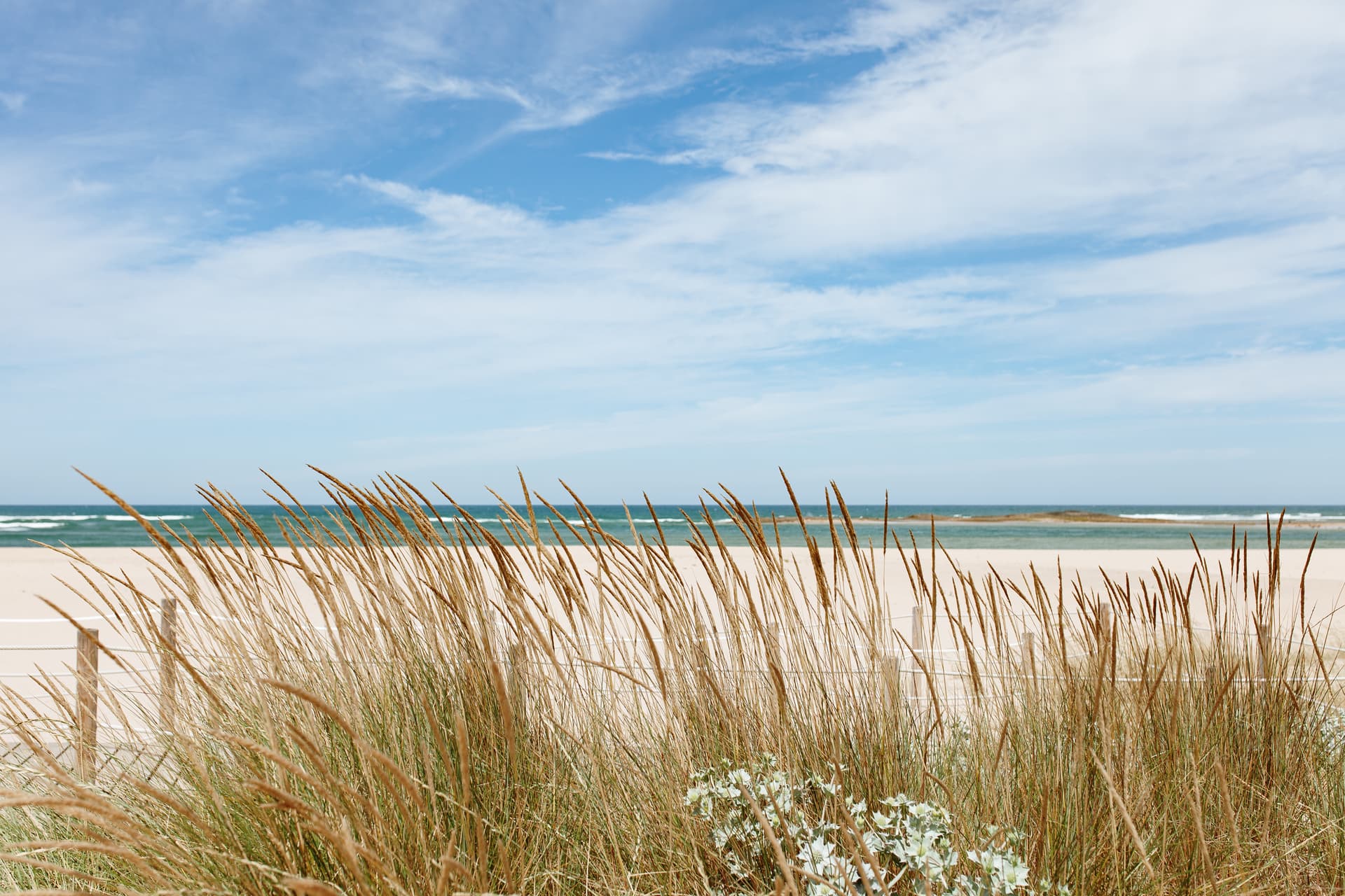 Dune grass and sea holly overlooking the sandy beach and ocean at Vila Nova de Milfontes.
