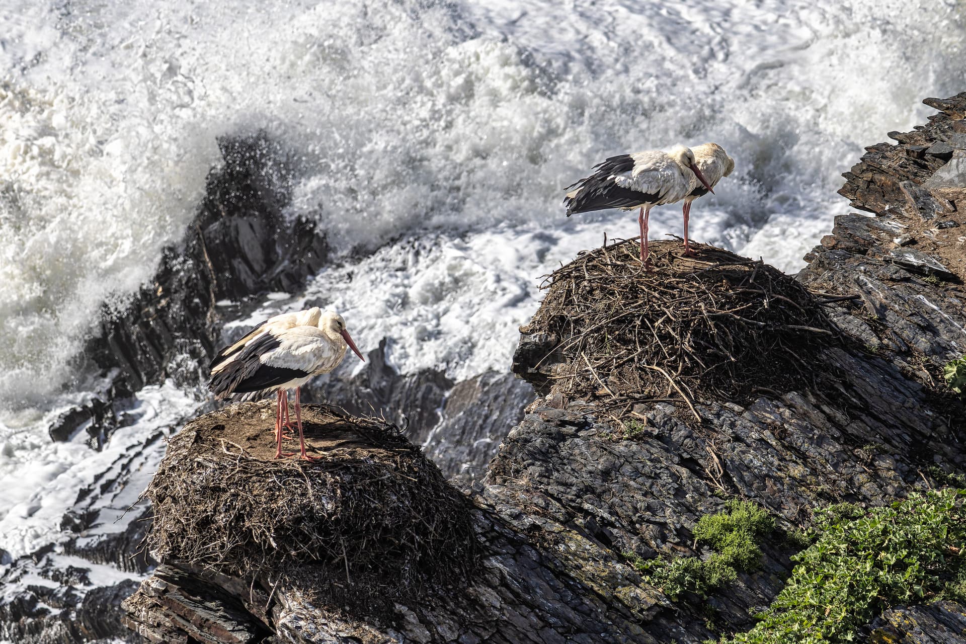 White storks nesting on cliff rocks above crashing waves on the coastline of Odeceixe, Algarve, Portugal.