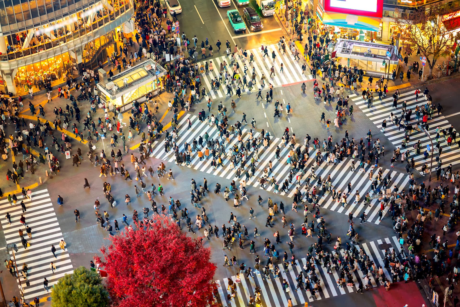 Crowds crossing the famous Shibuya Scramble intersection in Tokyo at night with illuminated buildings and autumn trees.