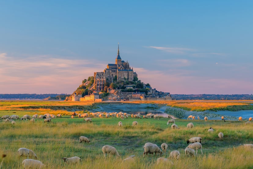 Sheep grazing in grassy field before Mont Saint-Michel at sunset in France