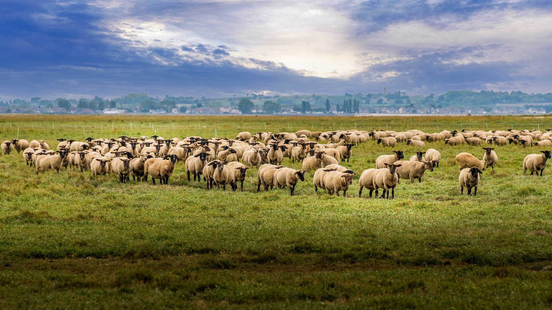 Flock of sheep with black faces grazing in a green field near Mont Saint-Michel.