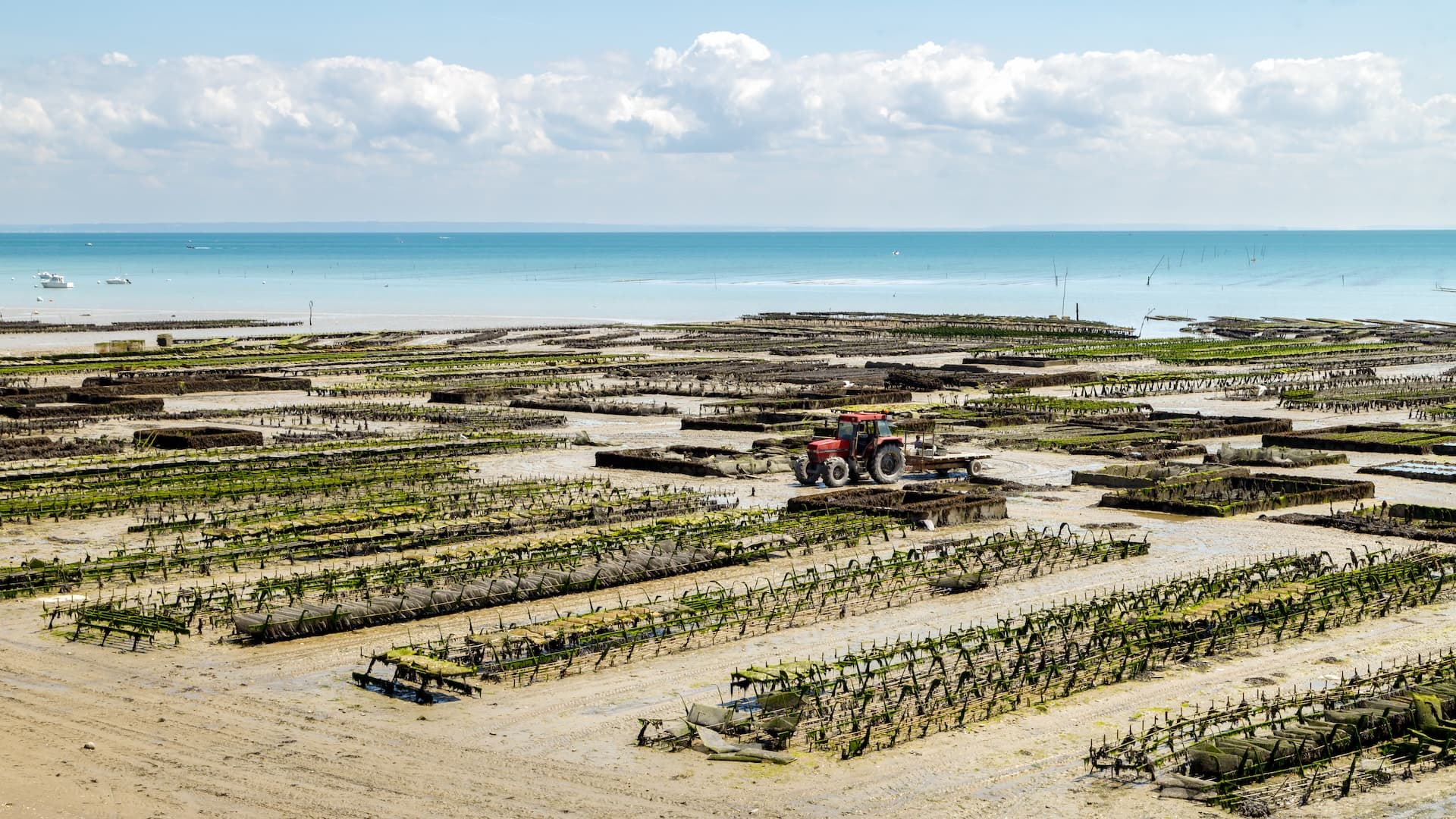 Tractor working oyster farms at low tide on the Cancale coast in Brittany, France.