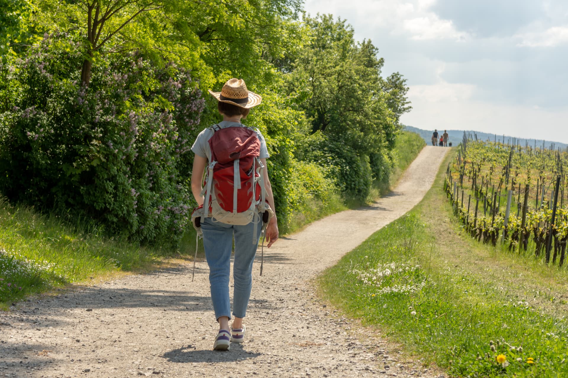Woman hiking on dirt path past vineyard and lush green trees with straw hat and red backpack.