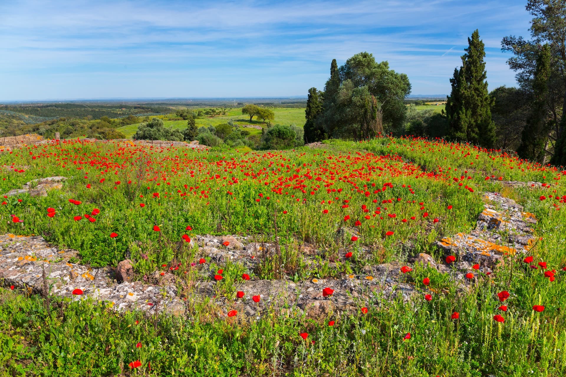 Field of red poppies blooming over ancient stone ruins in Mirobriga, Portugal.